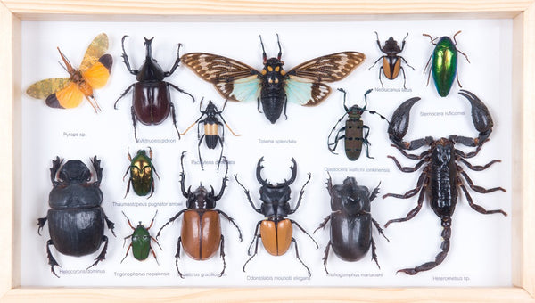 Tropical Insects Framed | Museum Entomology Collection Display 15x8 ...