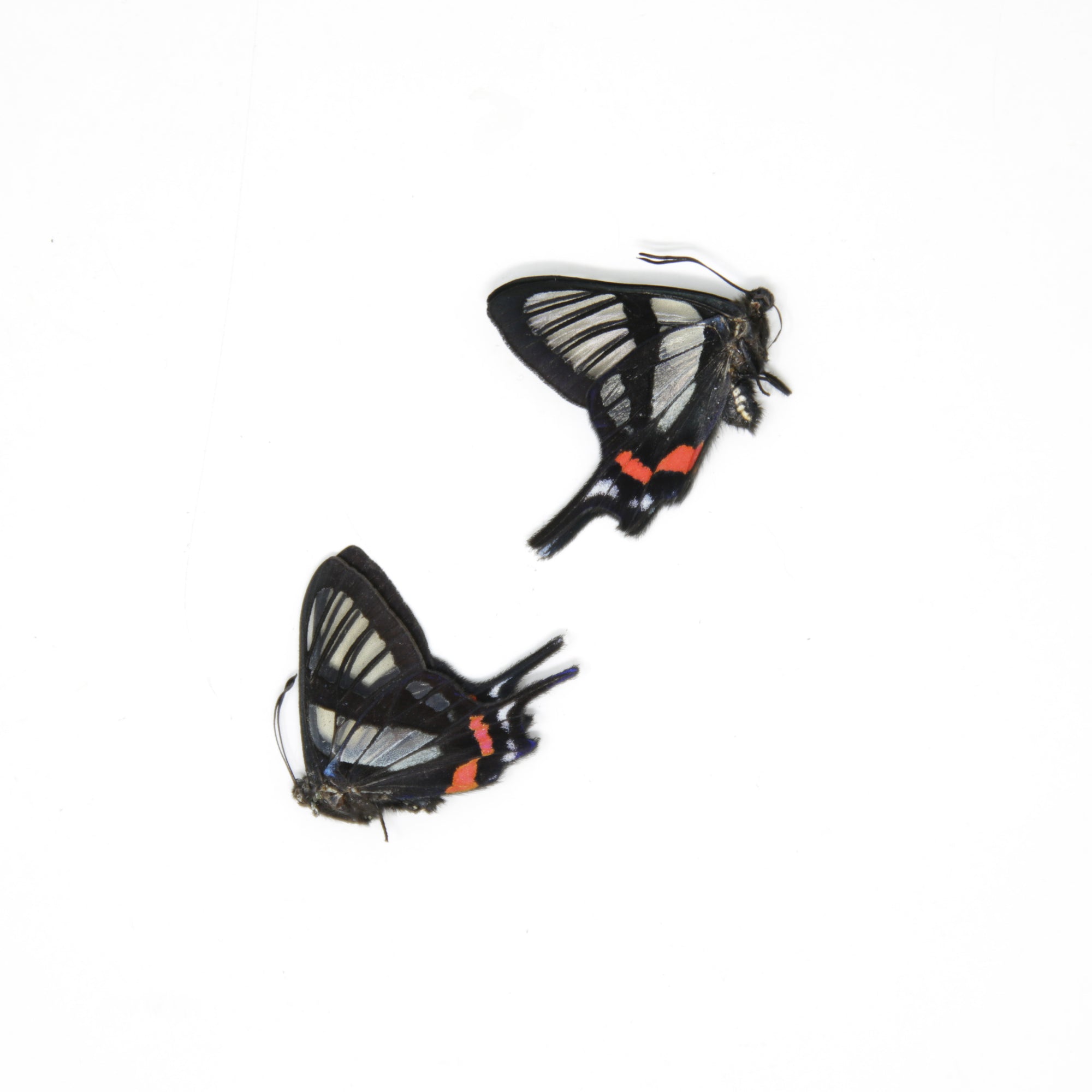 TWO (2) Chorinea sylphina | The Angel Glass Wing | Dry-preserved Butterfly Specimens