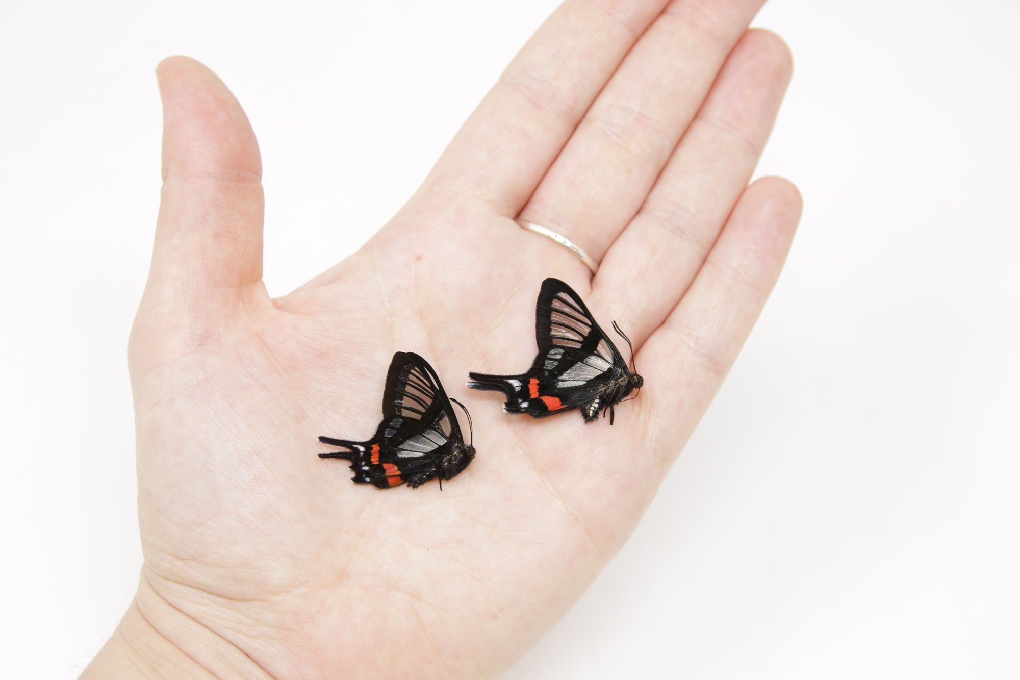 TWO (2) Chorinea sylphina | The Angel Glass Wing | Dry-preserved Butterfly Specimens