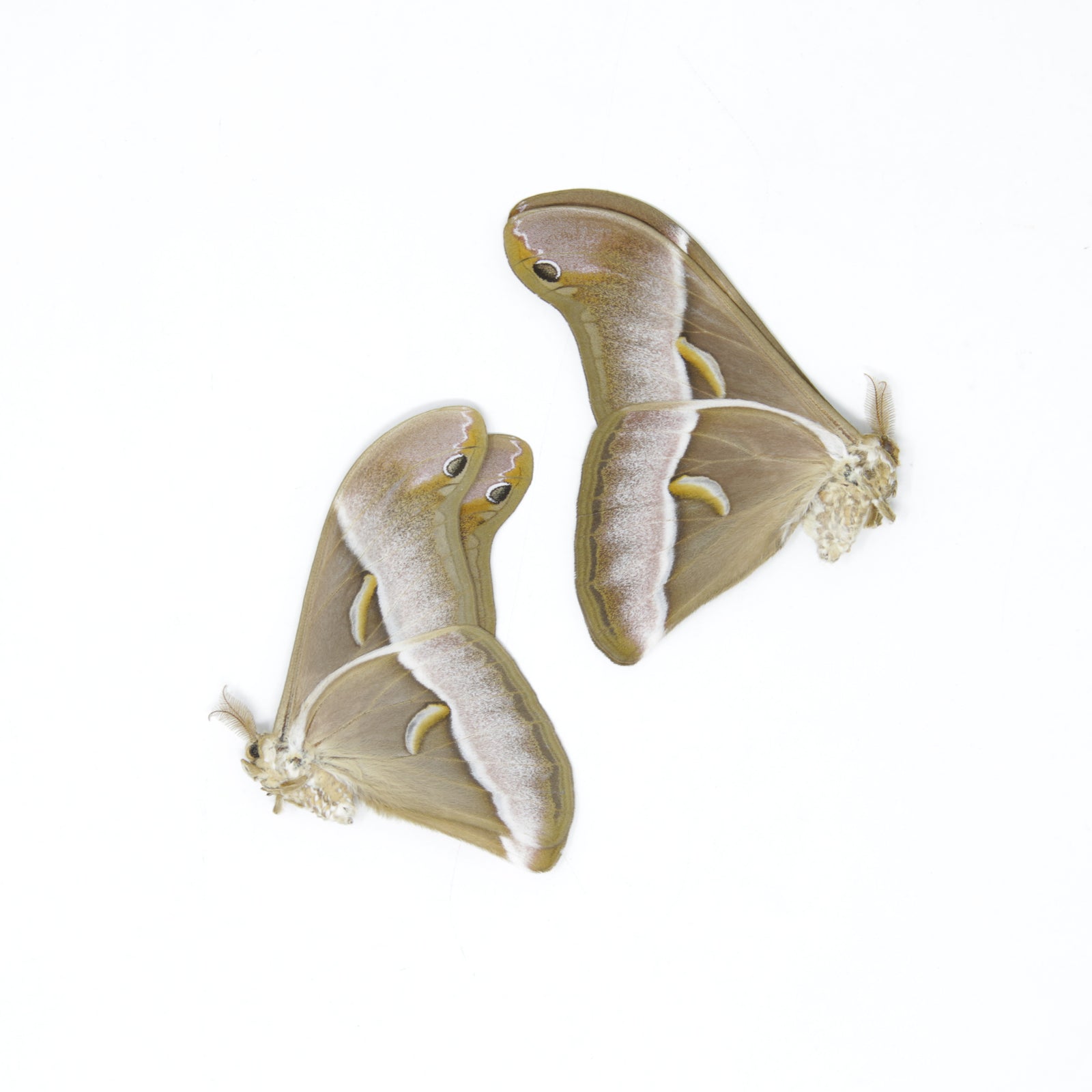 TWO (2) Samia luzonica | The Lesser Atlas Moth | Dry-preserved Lepidoptera Specimens