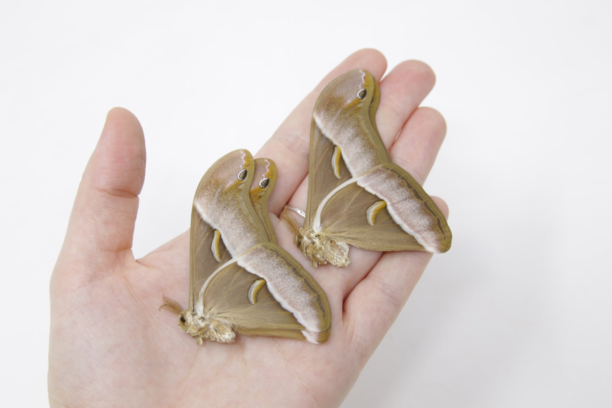 TWO (2) Samia luzonica | The Lesser Atlas Moth | Dry-preserved Lepidoptera Specimens