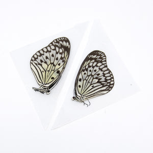 TWO (2) Idea leuconoe | The Paper Kite | Dry-preserved Butterfly Specimens