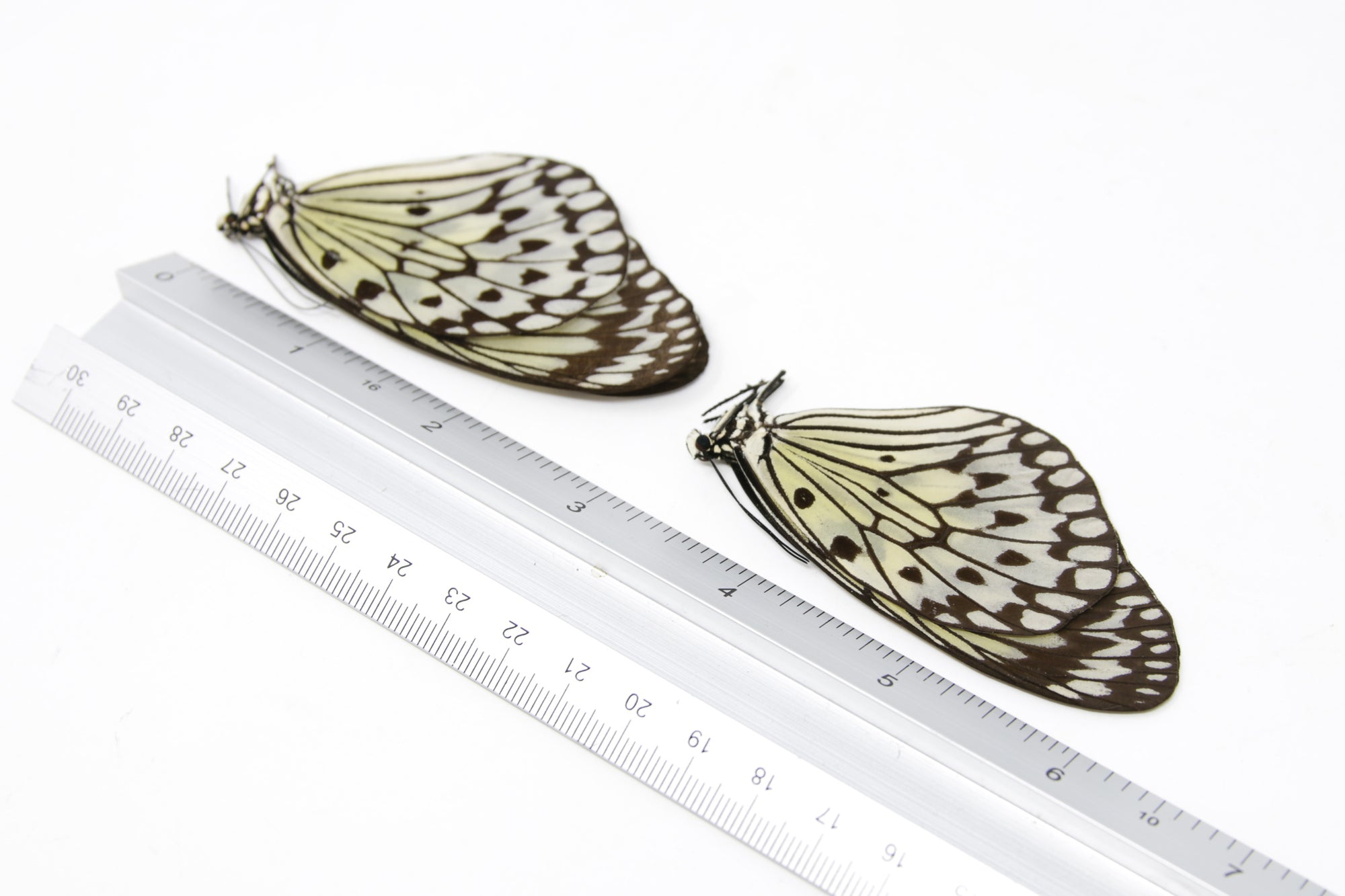TWO (2) Idea leuconoe | The Paper Kite | Dry-preserved Butterfly Specimens
