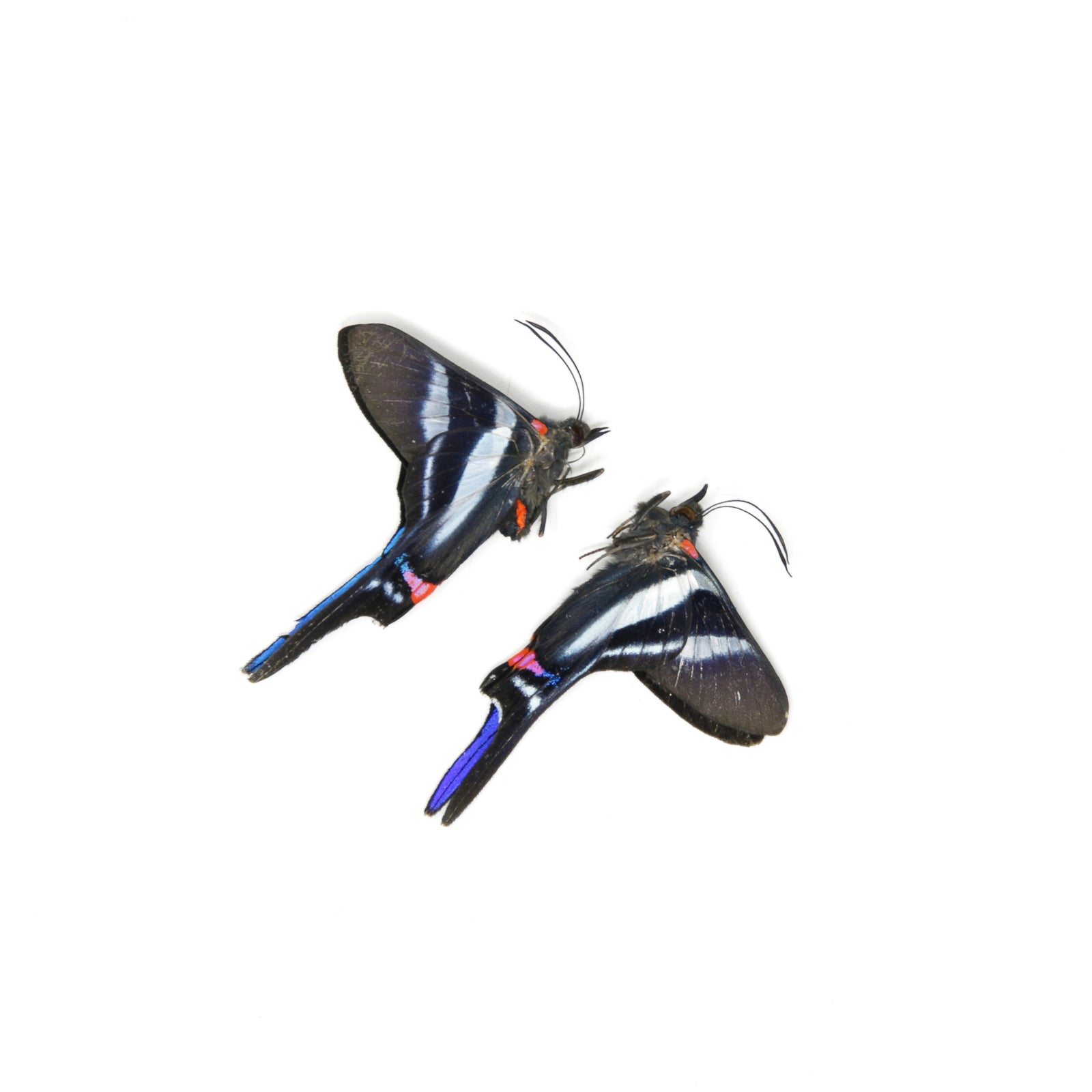 TWO (2) Rhetus arcius | The Long-tailed Metalmark | Dry-preserved Butterfly Specimens