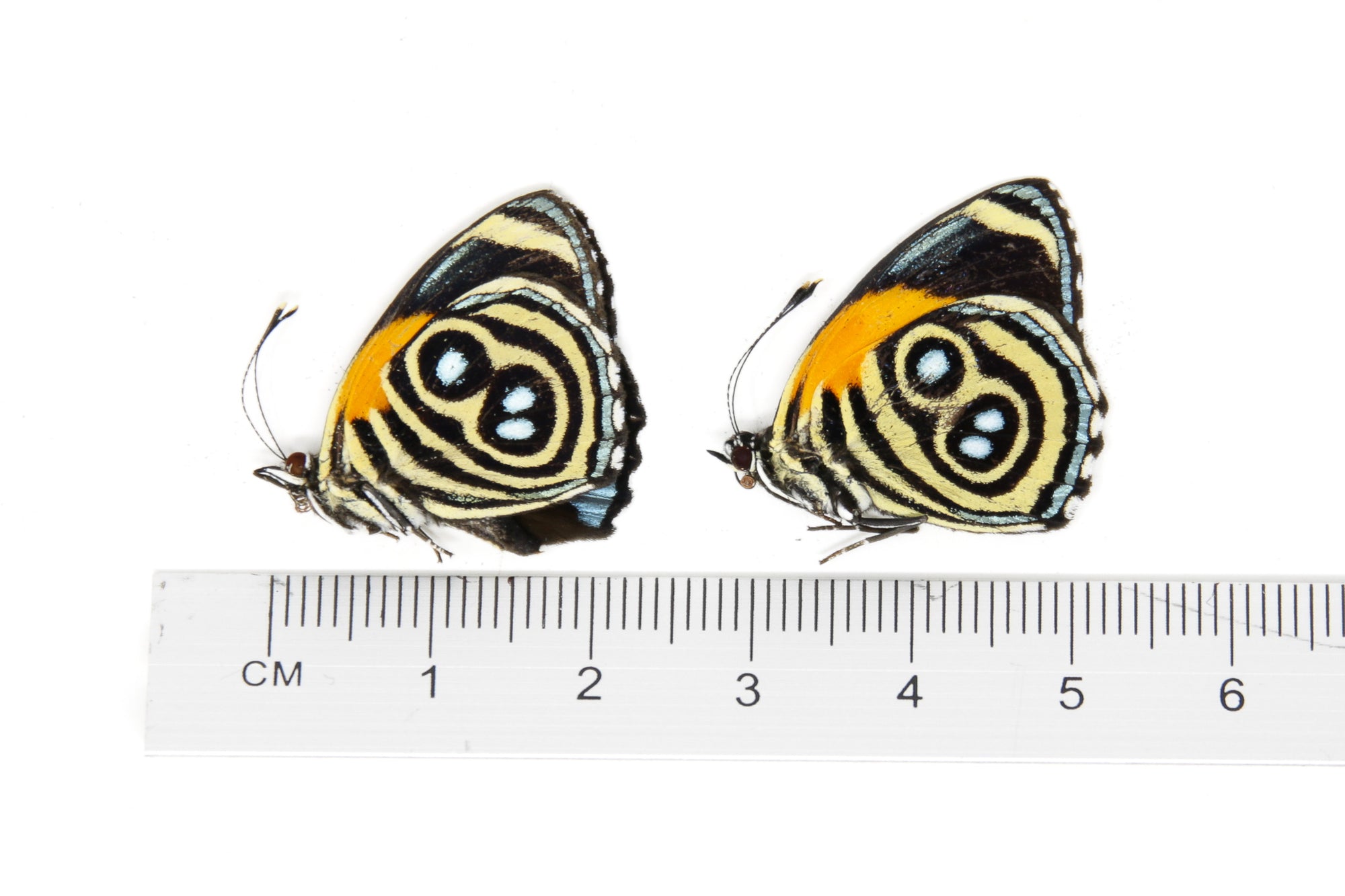 TWO (2) Callicore eunomia | The Eunomia Eighty-Eight | Dry-preserved Butterfly Specimens