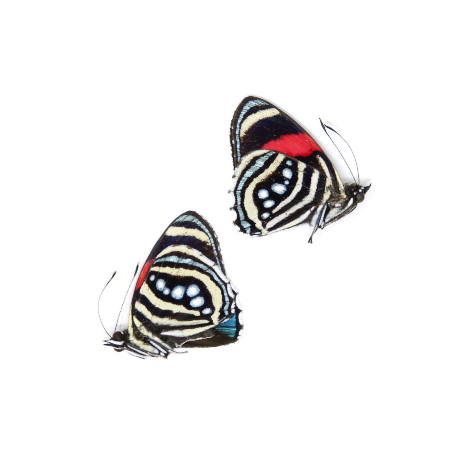 TWO (2) Callicore hesperis | The Hesperis Eighty-Eight | Dry-preserved Butterfly Specimens