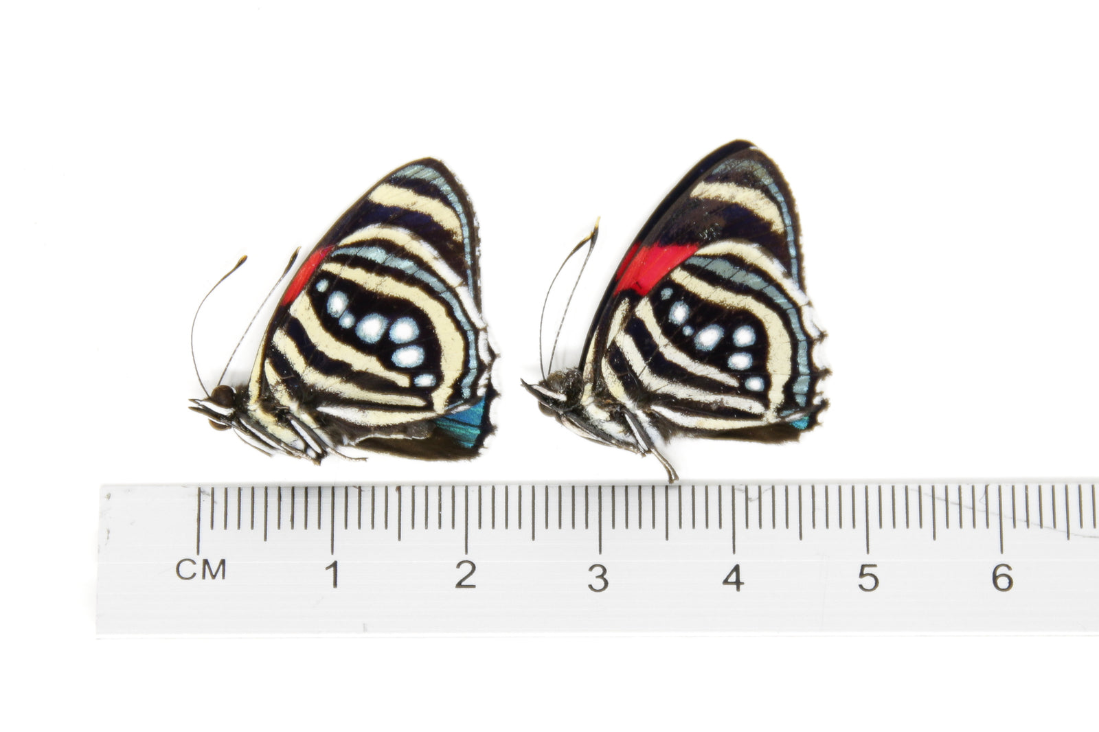 10 x Callicore hesperis | The Hesperis Eighty-Eight | Dry-preserved Butterfly Specimens (Wholesale)