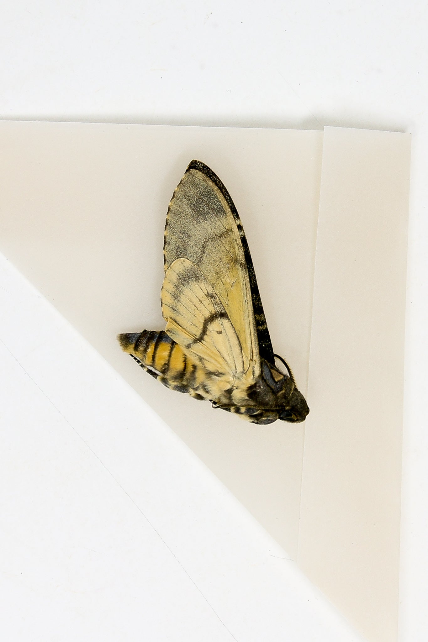 Lesser Hawk Moth Lesser Deaths Head Hawk Moth (Acherontia styx) | A1 Unmounted Specimen ...