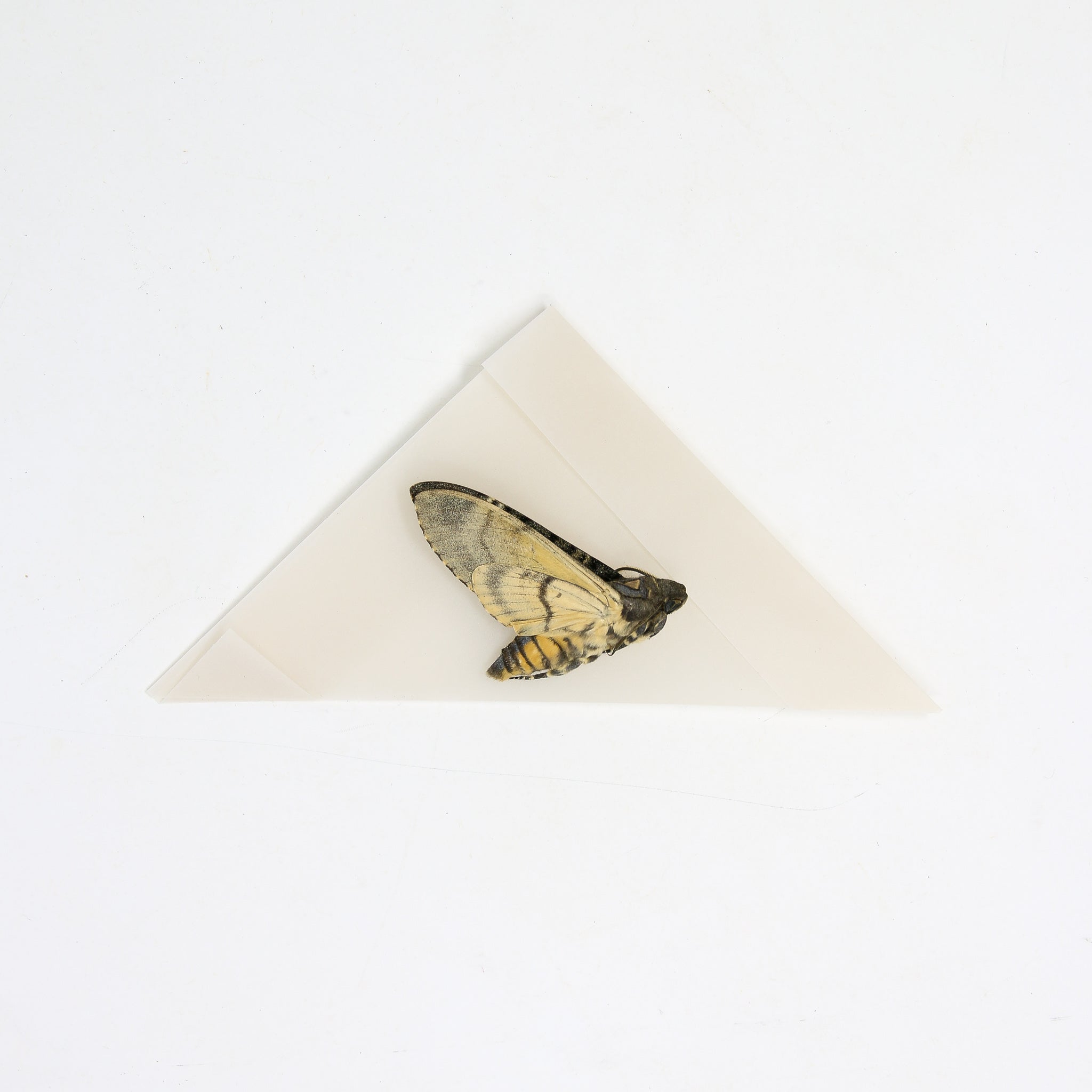 Lesser Hawk Moth Lesser Deaths Head Hawk Moth (Acherontia styx) | A1 Unmounted Specimen ...