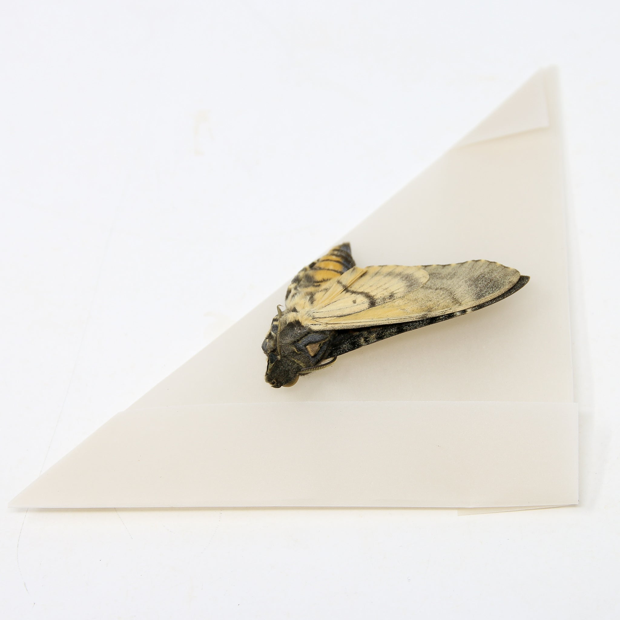 Lesser Hawk Moth Lesser Deaths Head Hawk Moth (Acherontia styx) | A1 Unmounted Specimen ...