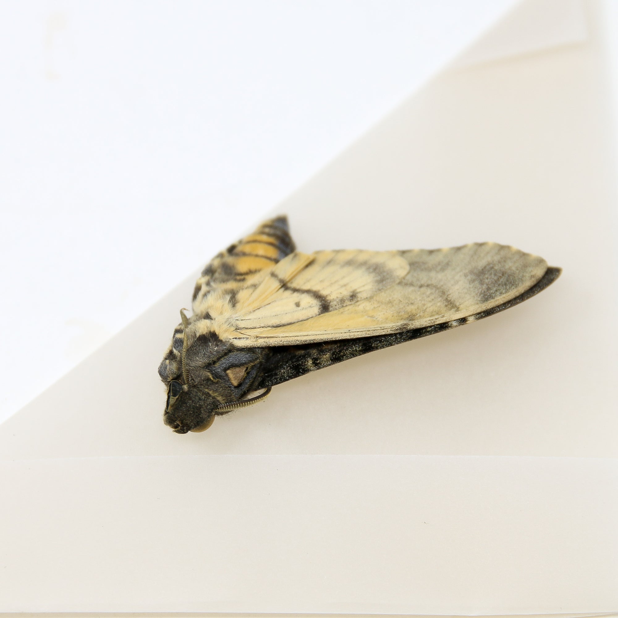 Lesser Deaths Head Hawk Moth (Acherontia styx) | A1 Unmounted Specimen | The Silence of the Lambs