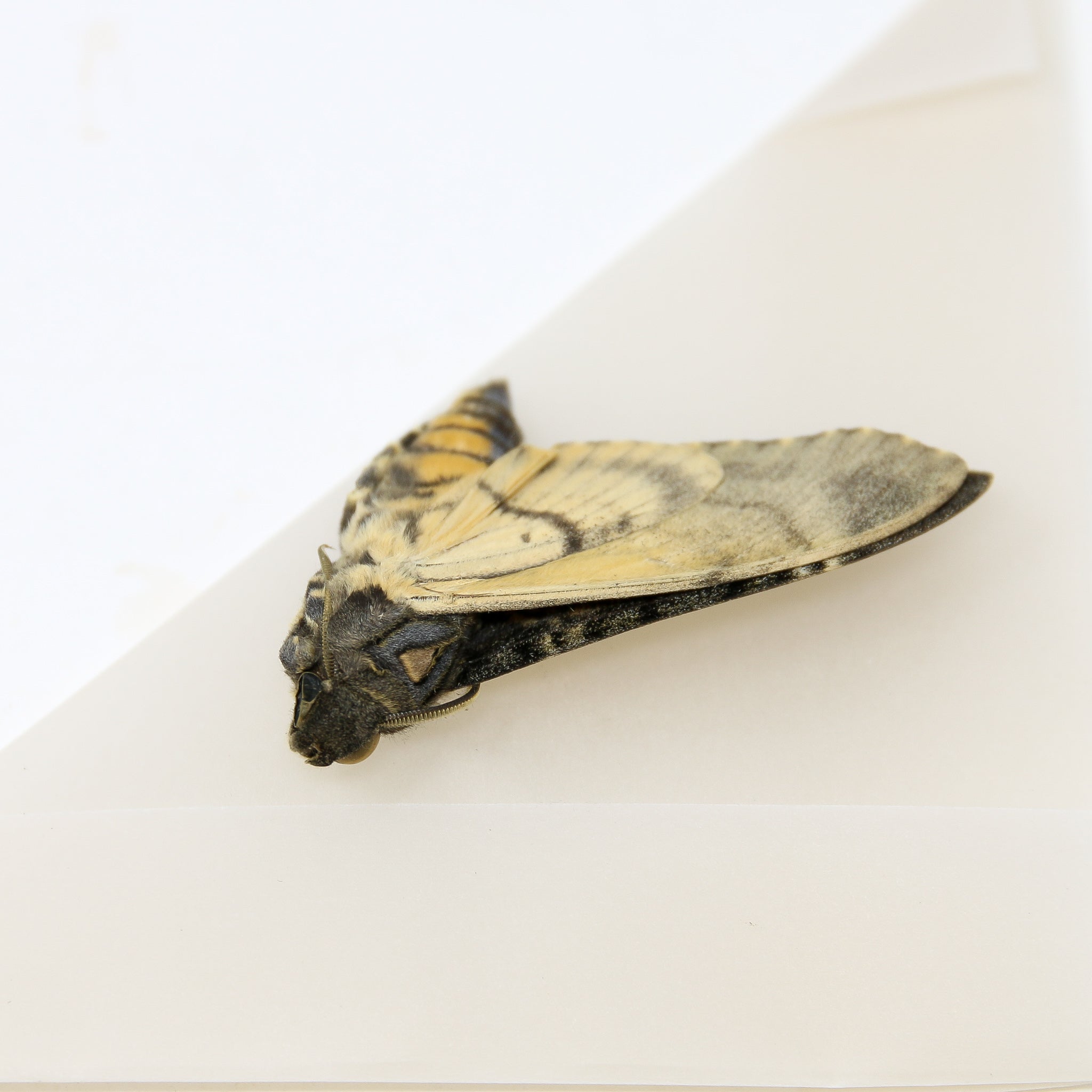 Lesser Hawk Moth Lesser Deaths Head Hawk Moth (Acherontia styx) | A1 Unmounted Specimen ...