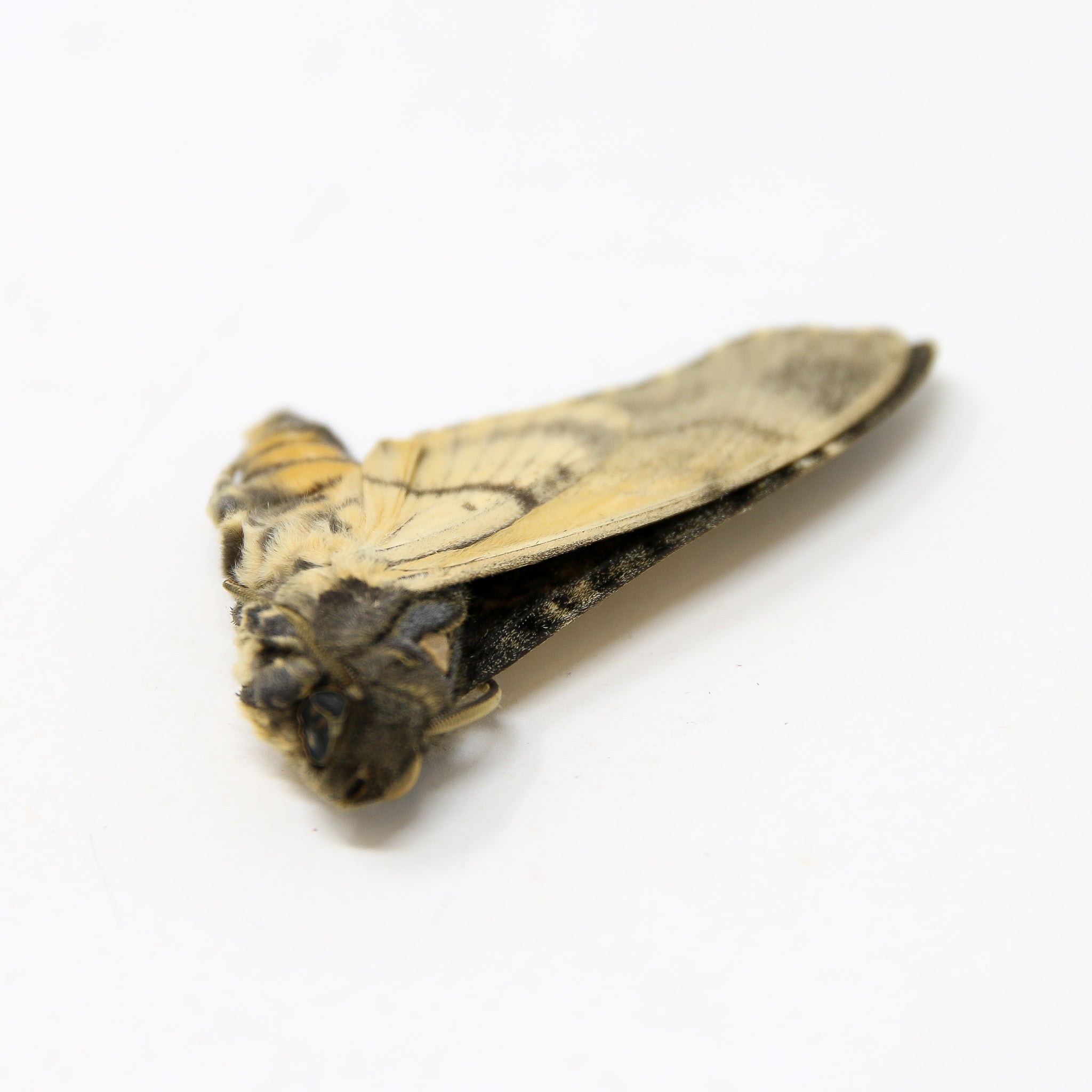 Lesser Hawk Moth Lesser Deaths Head Hawk Moth (Acherontia styx) | A1 Unmounted Specimen ...