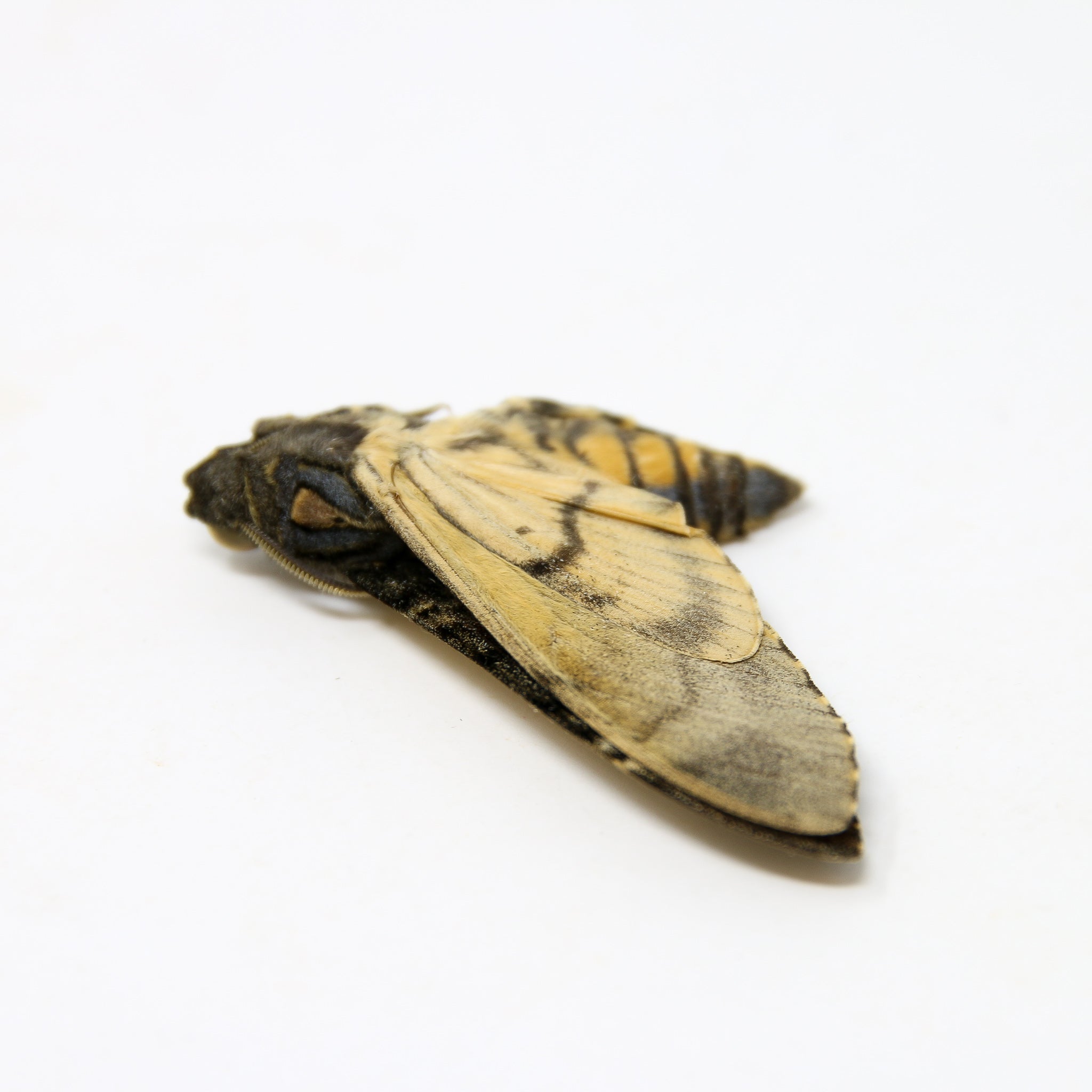 Lesser Hawk Moth Lesser Deaths Head Hawk Moth (Acherontia styx) | A1 Unmounted Specimen ...