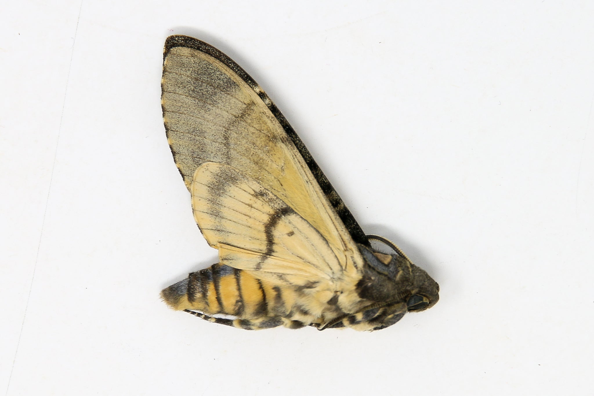 Lesser Hawk Moth Lesser Deaths Head Hawk Moth (Acherontia styx) | A1 Unmounted Specimen ...
