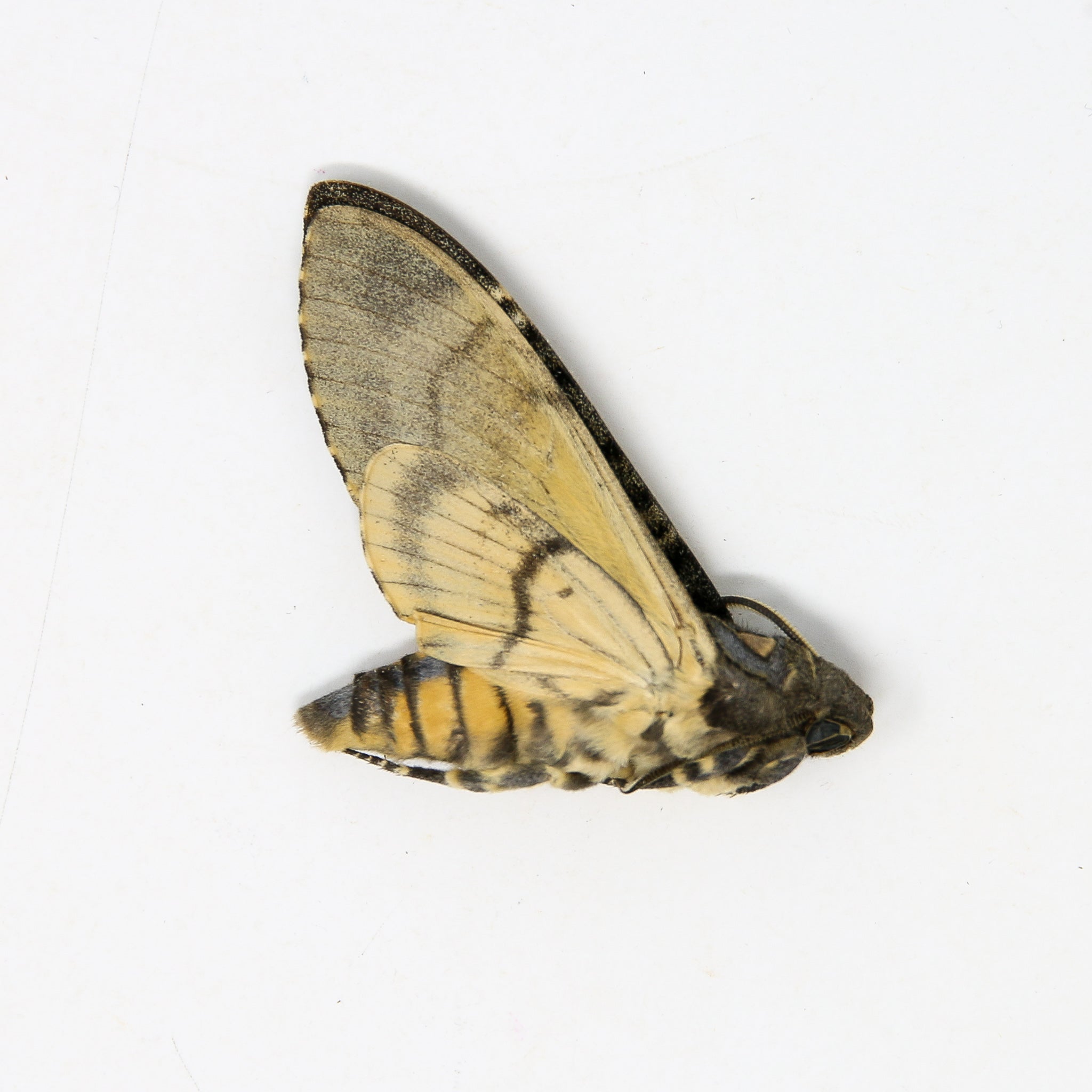 A Perfect Deaths Head Hawk Moth Real Specimen A1