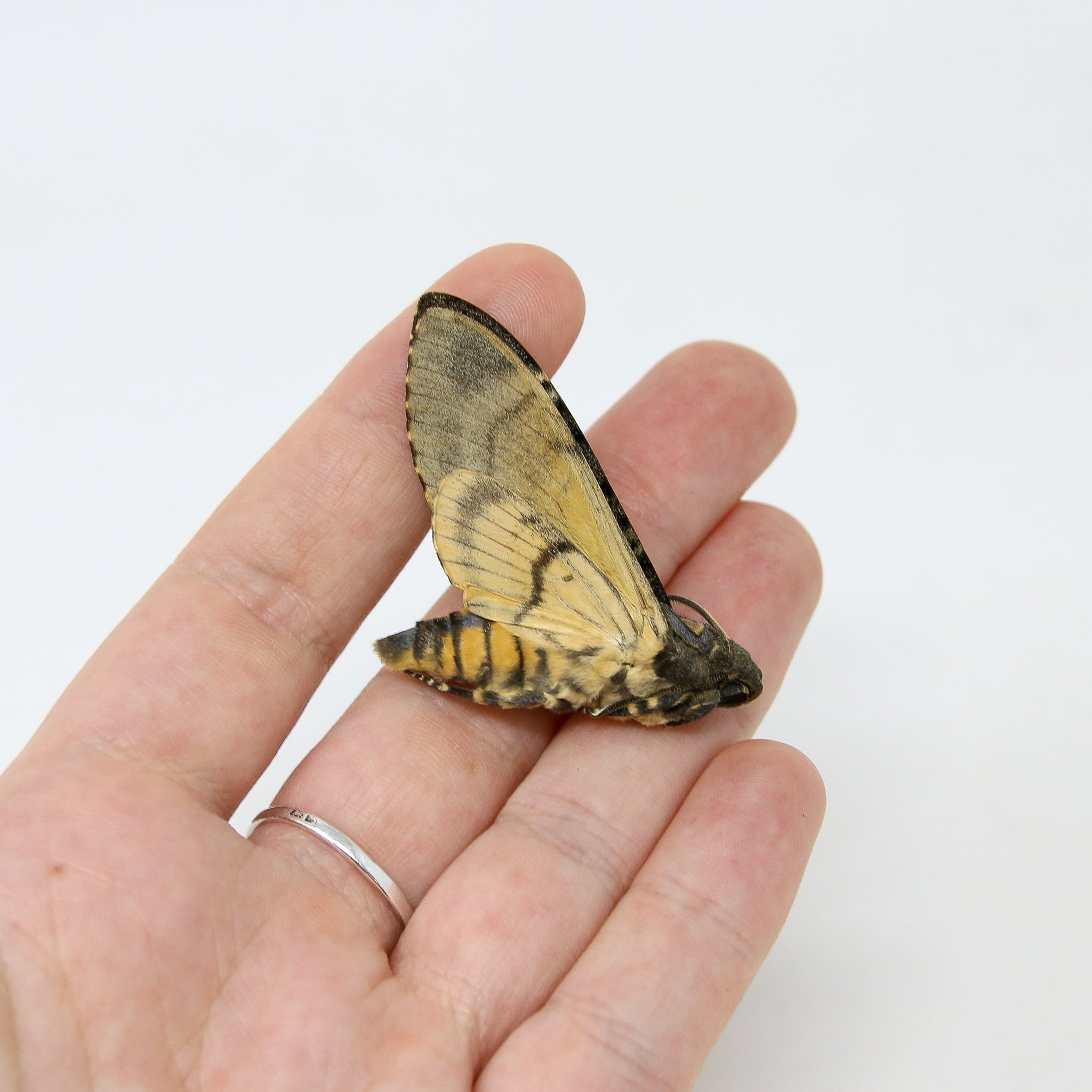 Lesser Hawk Moth Lesser Deaths Head Hawk Moth (Acherontia styx) | A1 Unmounted Specimen ...