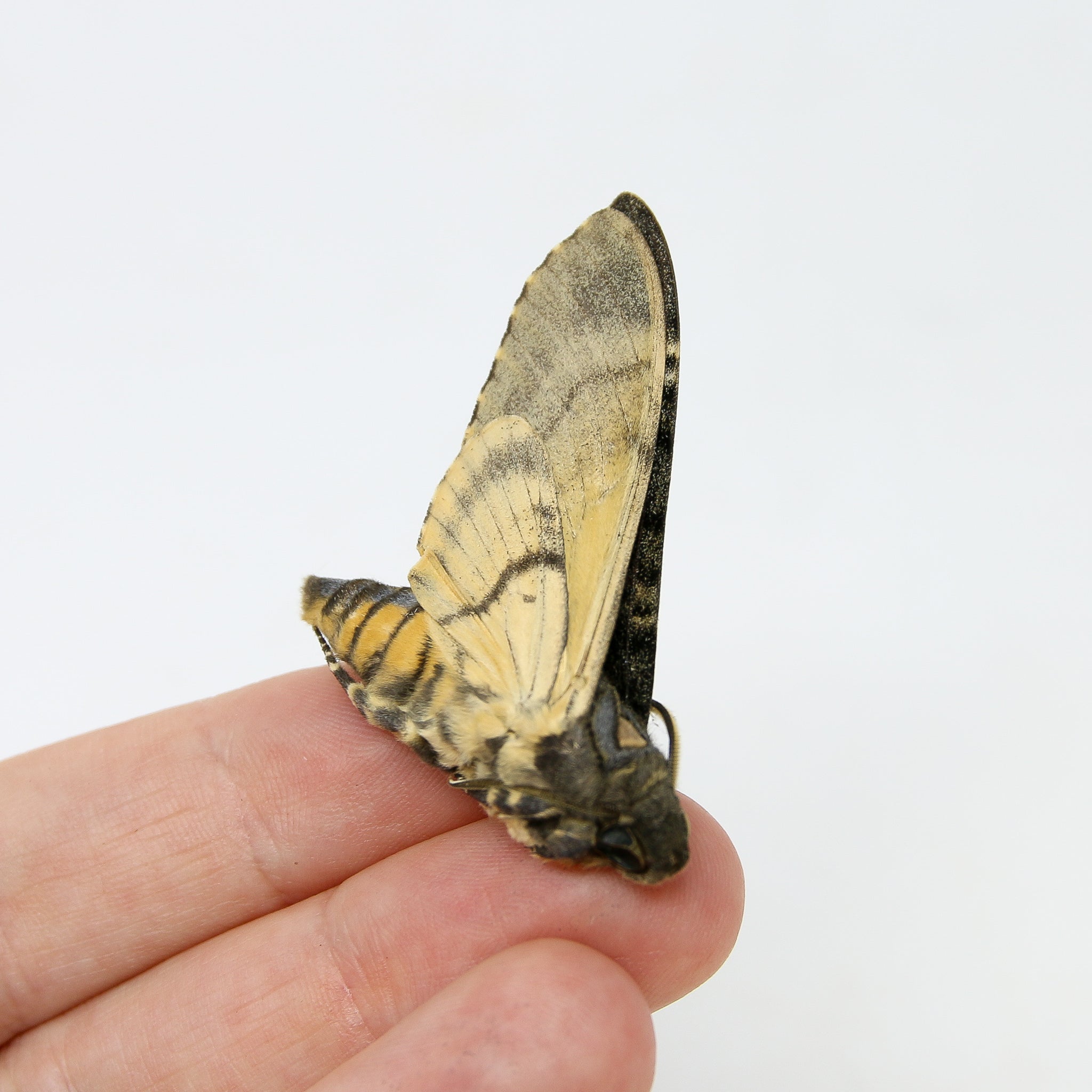 Lesser Hawk Moth Lesser Deaths Head Hawk Moth (Acherontia styx) | A1 Unmounted Specimen ...