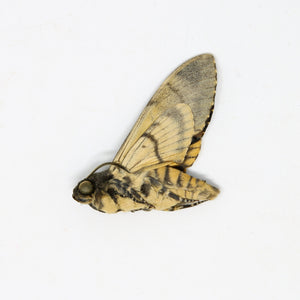 Lesser Deaths Head Hawk Moth (Acherontia styx) | A1 Unmounted Specimen | The Silence of the Lambs