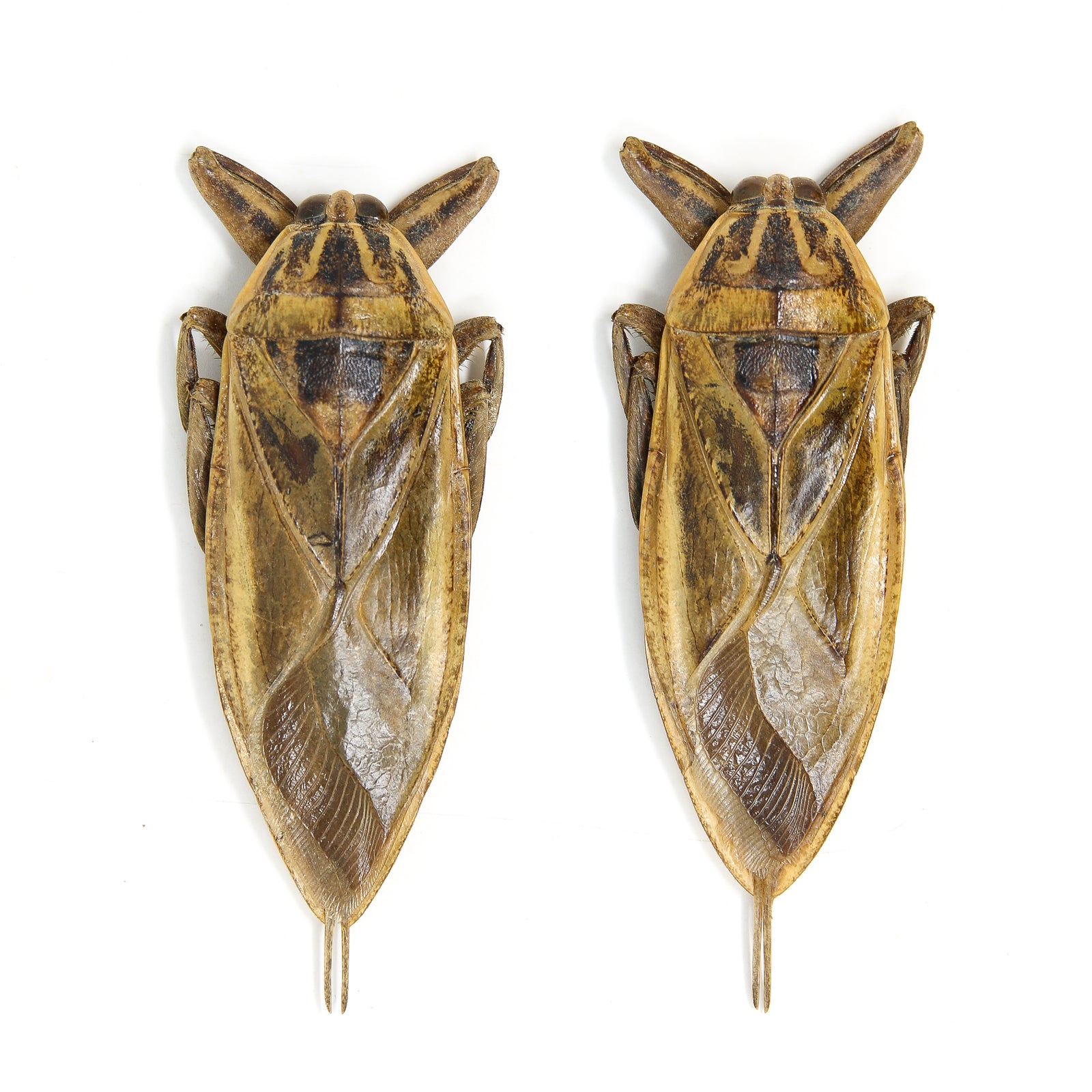 2 x Thai Giant Water Bugs (Lethocerus grandis) A1 Entomology Specimens