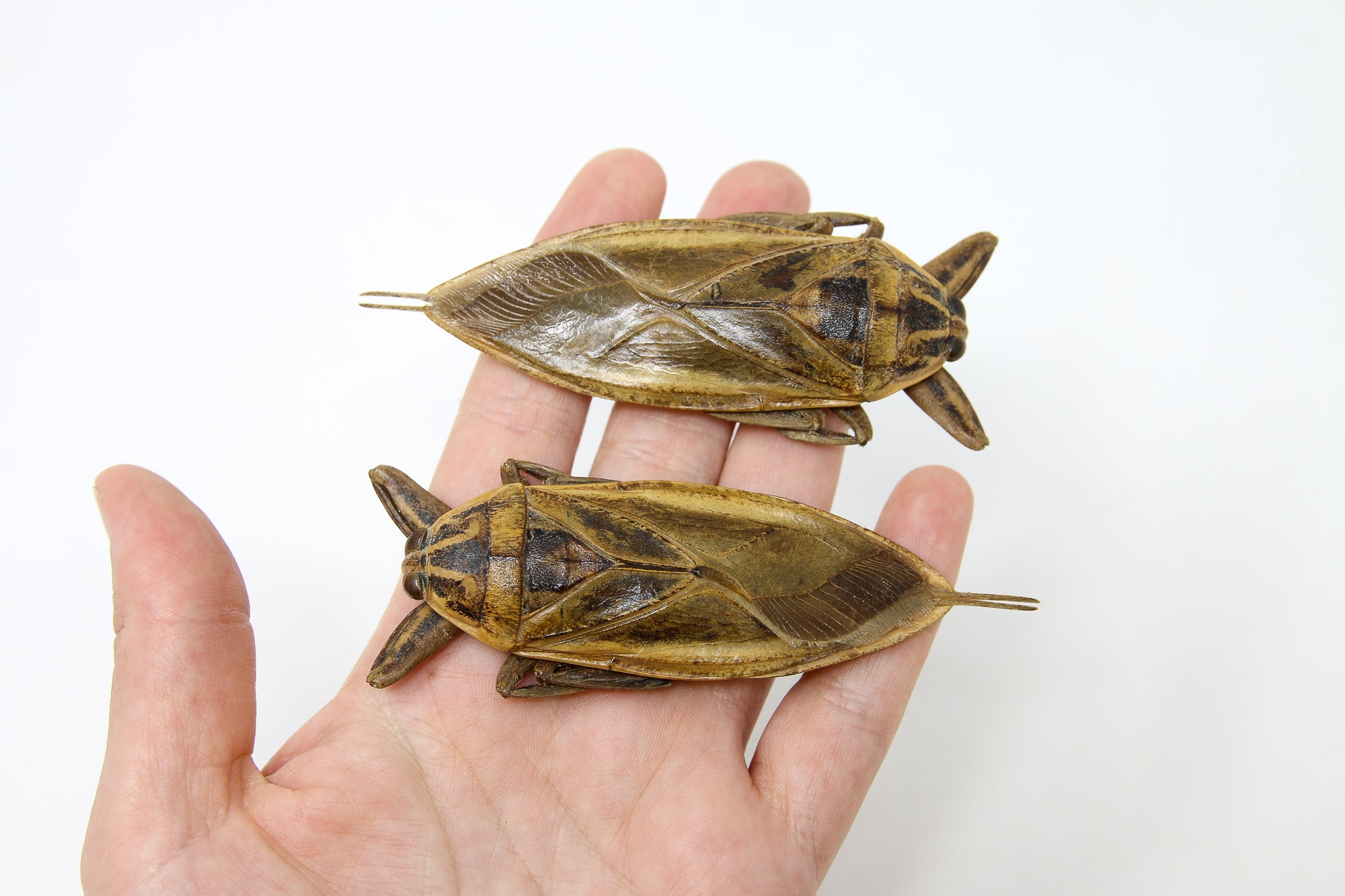 2 x Thai Giant Water Bugs (Lethocerus grandis) Belostomatidae Specimens A1 Quality Real Insect Entomology