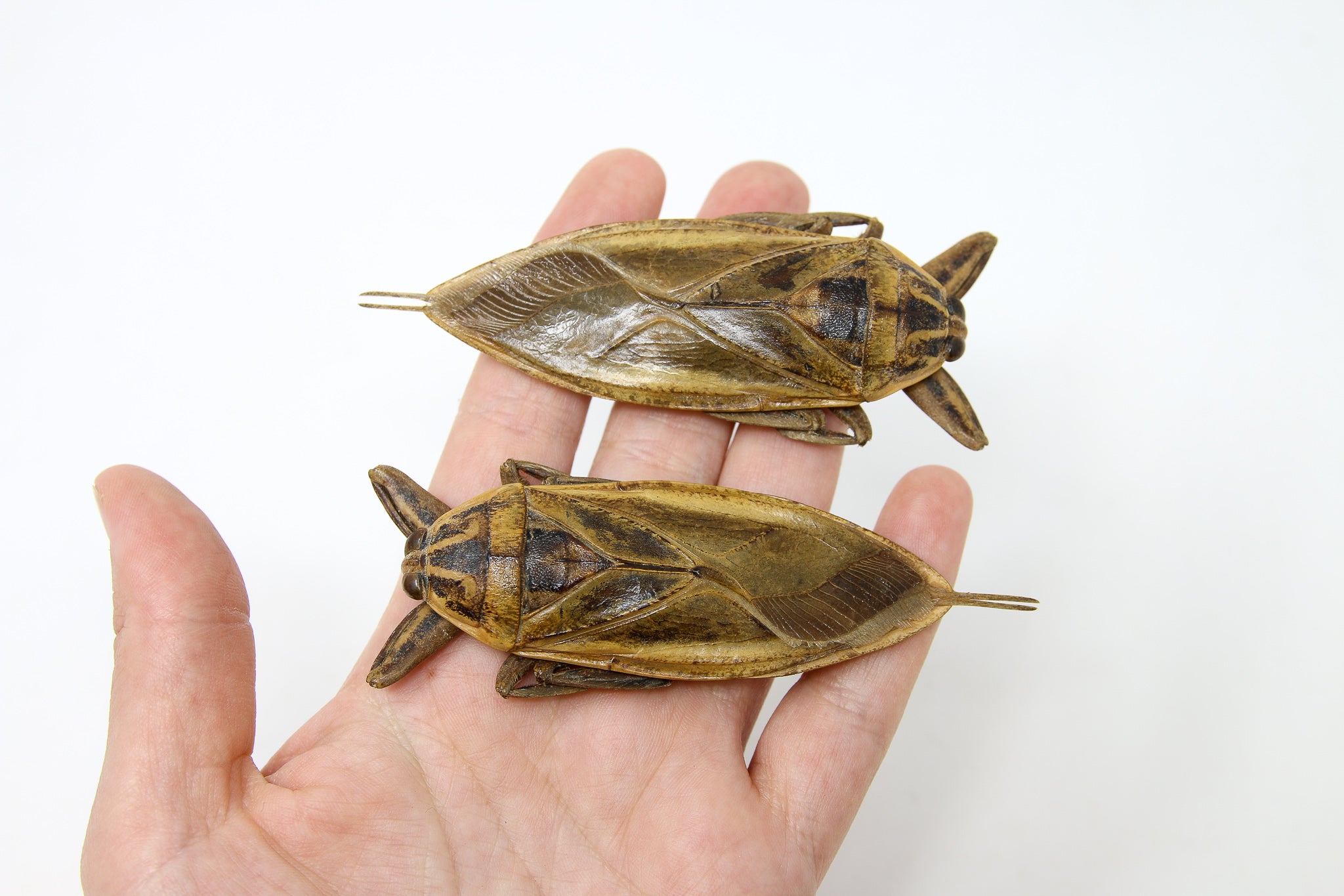 2 x Thai Giant Water Bugs (Lethocerus grandis) A1 Entomology Specimens ...