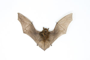 Kuhls Pipistrelle Bat (Pipistrellus Kuhlii) | A1 Spread Specimen | Indonesia Java | Dry-preserved Taxidermy