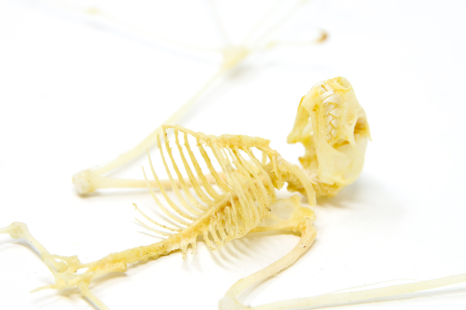 Lot of 10 SPREAD BAT SKELETONS Various Assorted Common Tropical Bats (Non-CITES) Wholesale Taxidermy