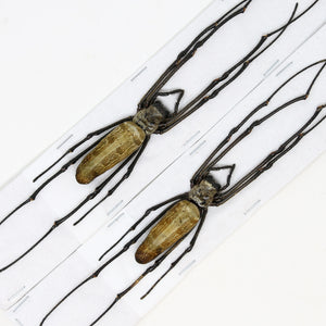 TWO (2) x Golden Orb Weaver Spiders (Nephila pilipes) | A1 Unmounted Specimen | Dry-preserved Taxidermy