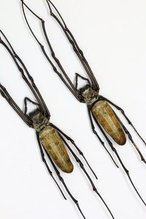 TWO (2) x Golden Orb Weaver Spiders (Nephila pilipes) | A1 Unmounted Specimen | Dry-preserved Taxidermy