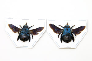 TWO (2) x Blue Carpenter Bees (Xylocopa caerulea) | A1 Spread Specimen | Indonesia Java Bumblebee | Dry-preserved Taxidermy
