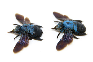 TWO (2) x Blue Carpenter Bees (Xylocopa caerulea) | A1 Spread Specimen | Indonesia Java Bumblebee | Dry-preserved Taxidermy