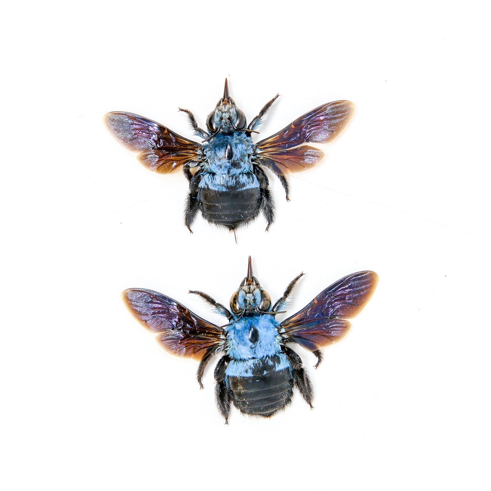 2 x Blue Carpenter Bees (Xylocopa caerulea) A1 Spread Specimens