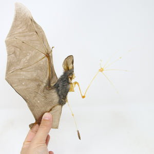 Lesser False Vampire Bat (Megaderma spasma) | A1 Spread Specimen | Indonesia Java | Half Skeleton Taxidermy