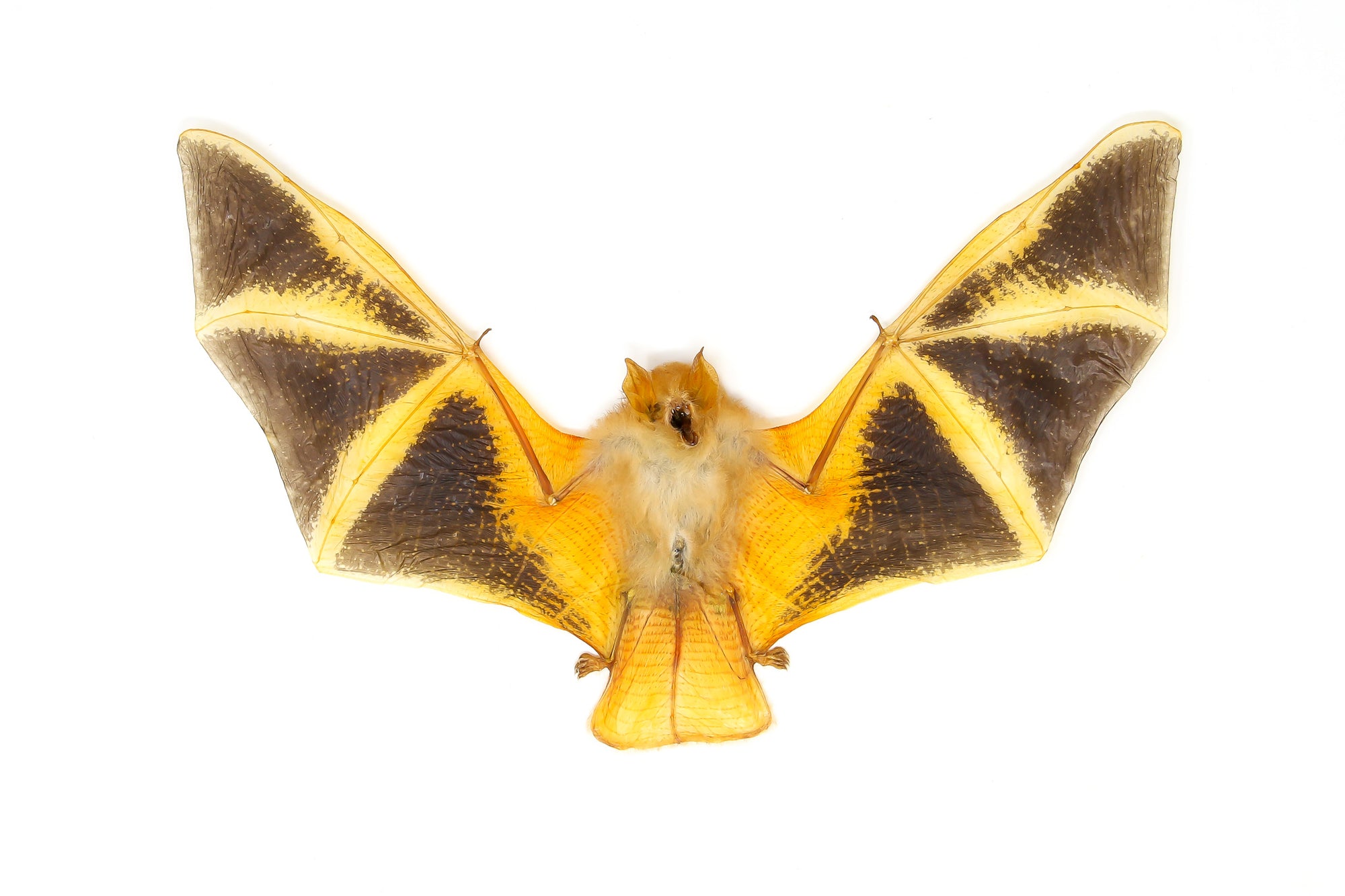 Painted Bat Taxidermy (Kerivoula picta) | A1 Spread Specimen | Indonesia Java | Dry-Preserved Taxidermy