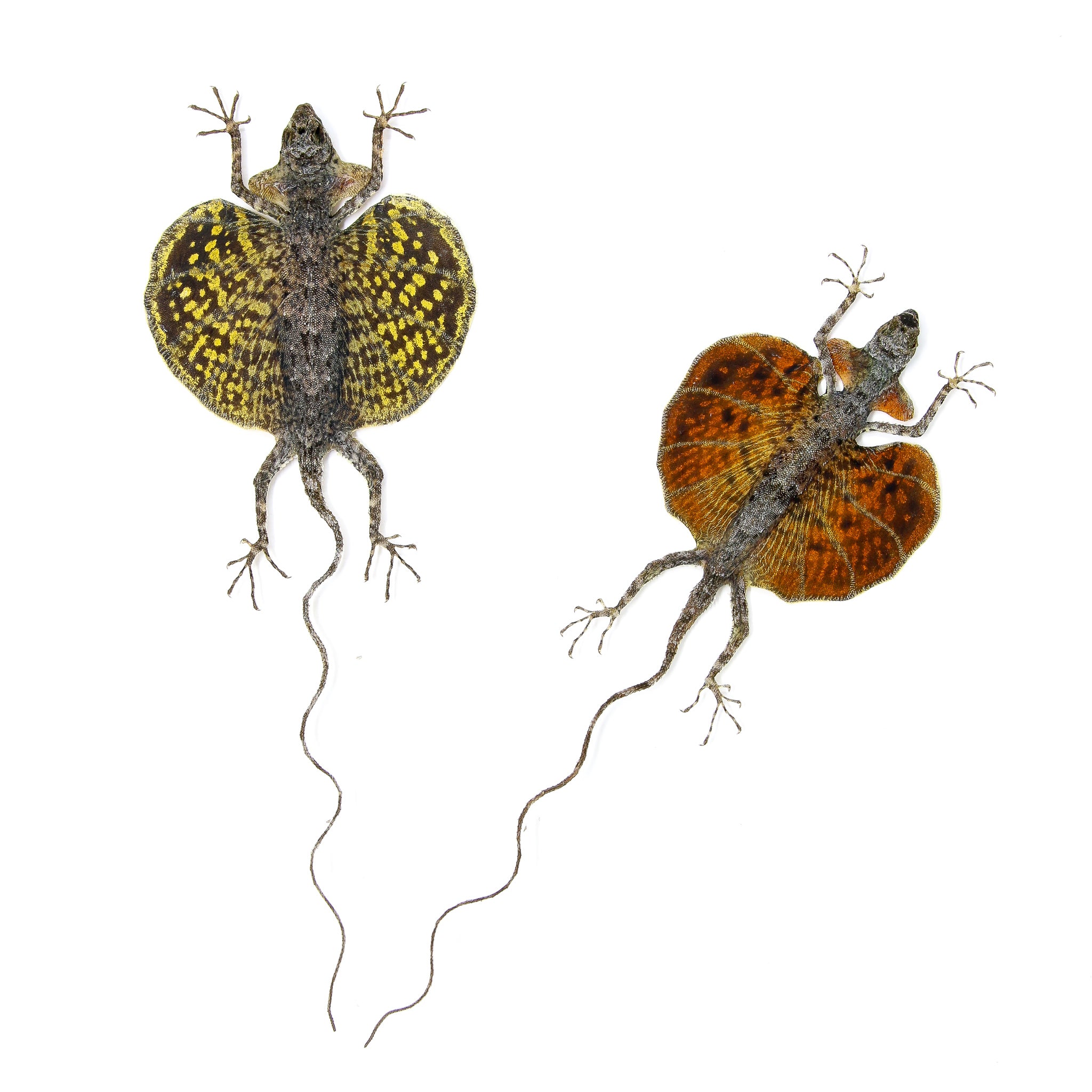 Lizard Invisible Specimen A PAIR of Draco Flying Lizards (Draco haematopogon) A1 Spread Specimen ...