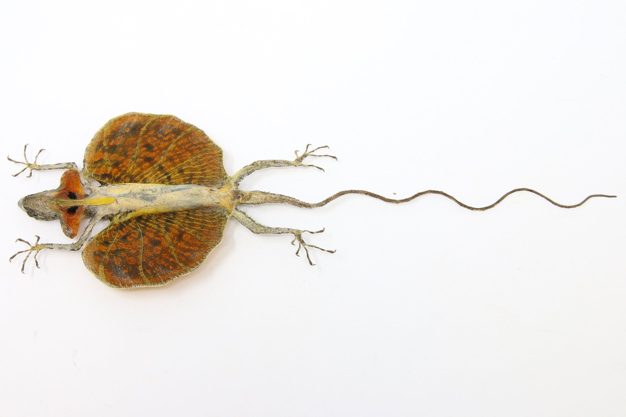 Lizard Invisible Specimen A PAIR of Draco Flying Lizards (Draco haematopogon) A1 Spread Specimen ...