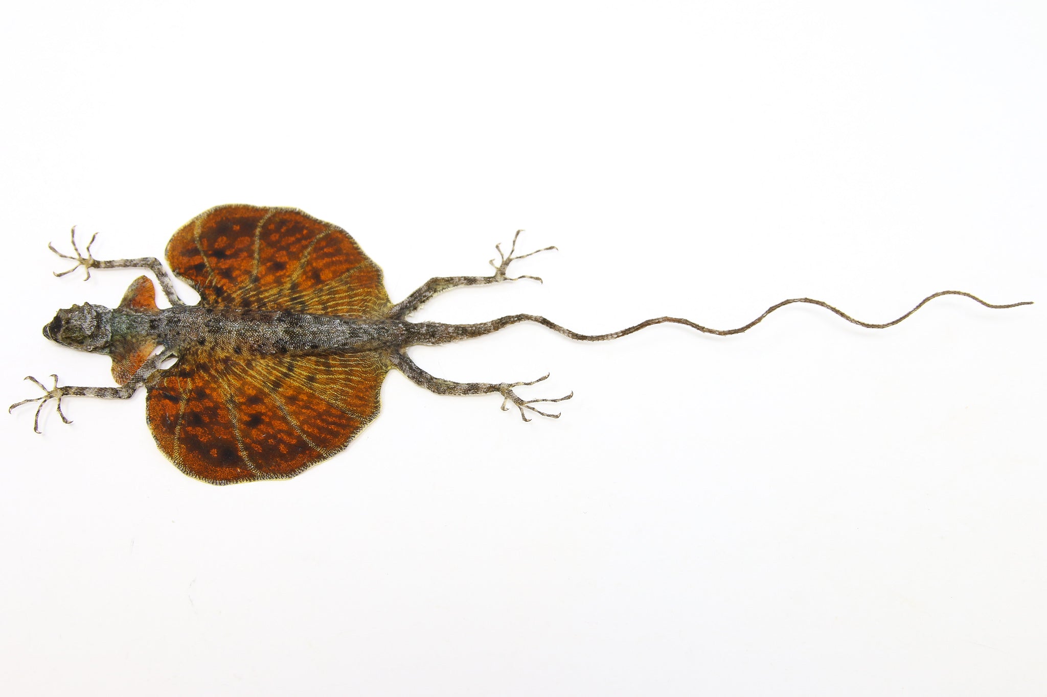 Lizard Invisible Specimen A PAIR of Draco Flying Lizards (Draco haematopogon) A1 Spread Specimen ...
