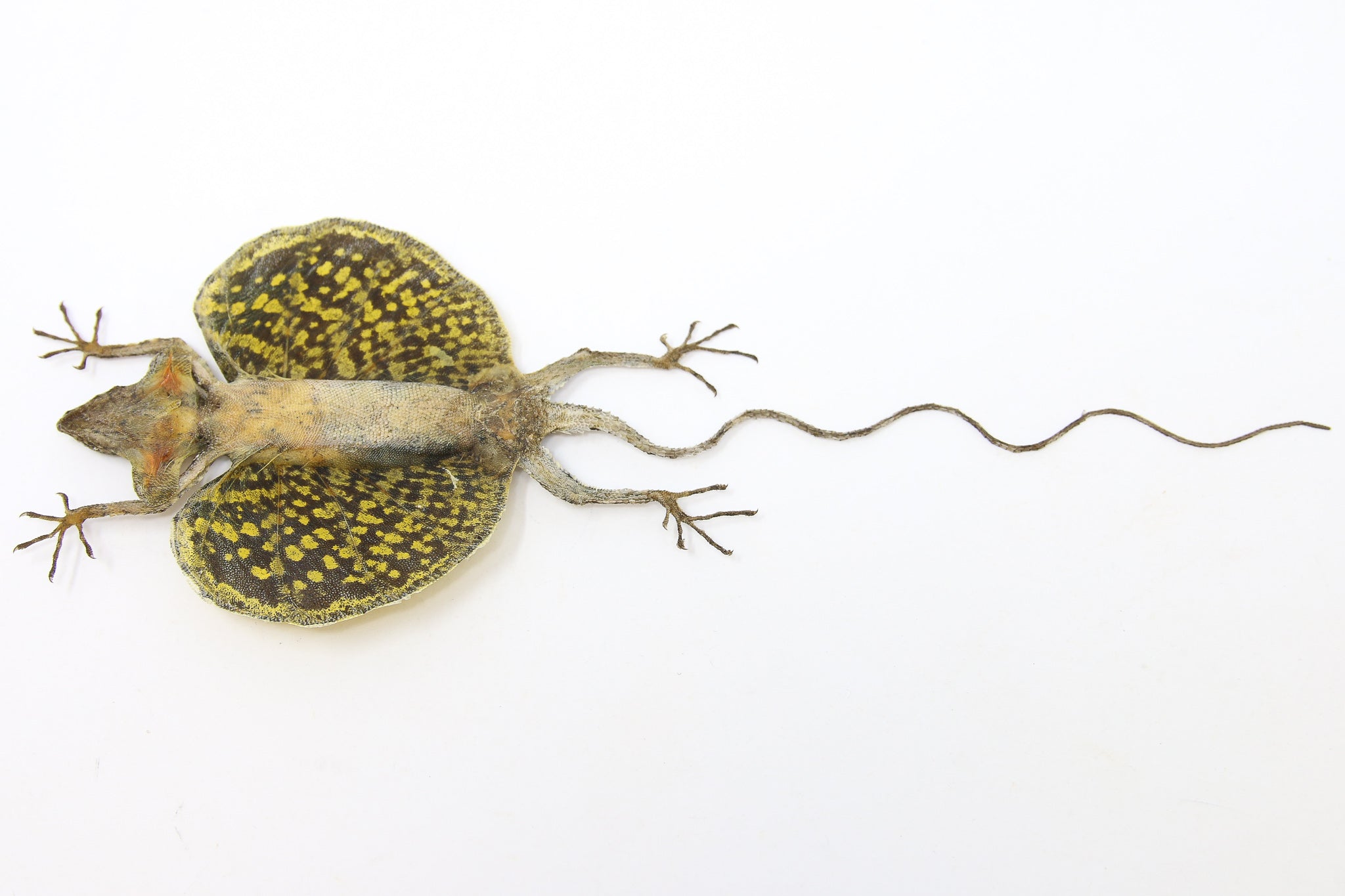 Lizard Invisible Specimen A PAIR of Draco Flying Lizards (Draco haematopogon) A1 Spread Specimen ...