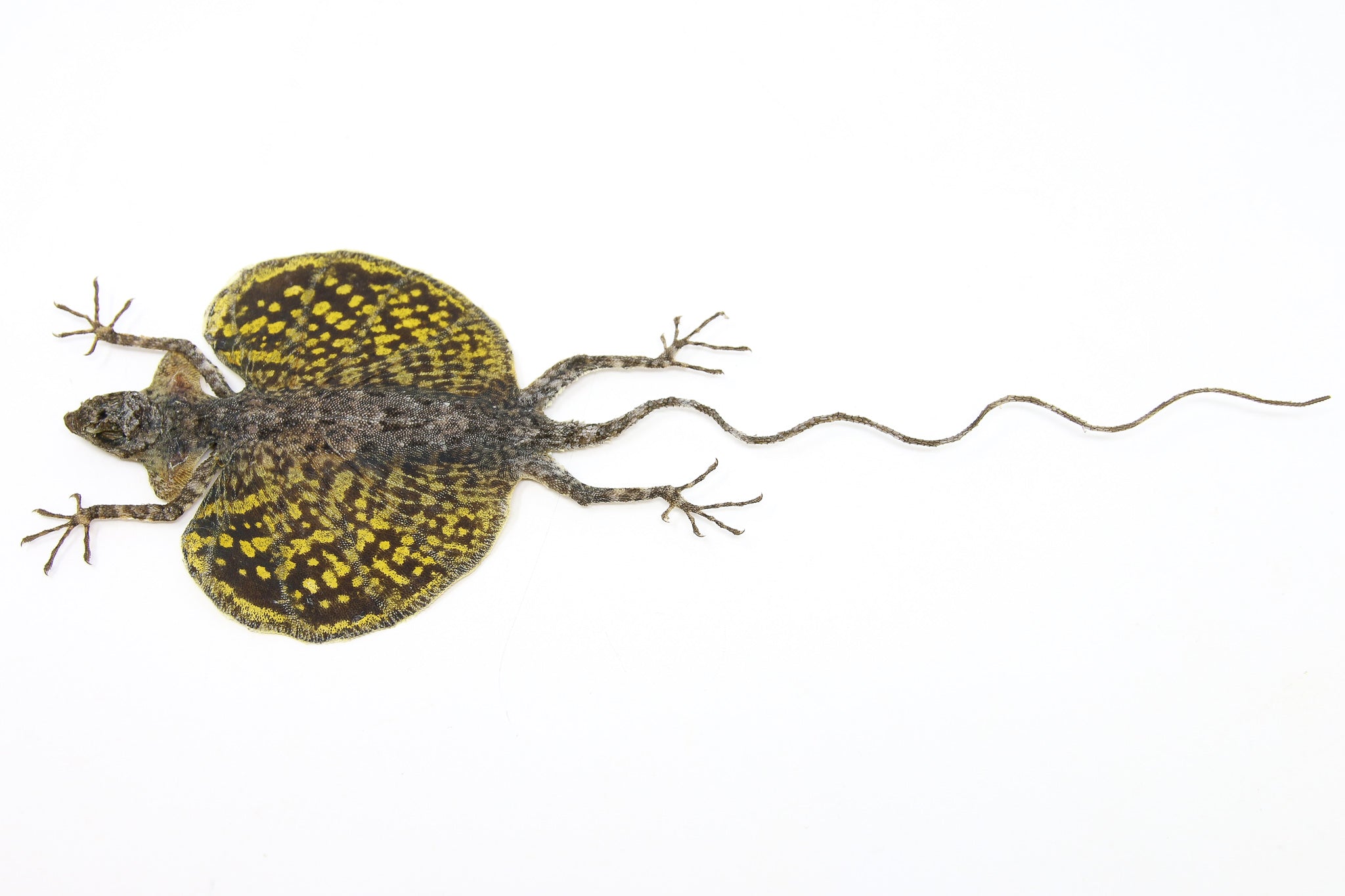 Lizard Invisible Specimen A PAIR of Draco Flying Lizards (Draco haematopogon) A1 Spread Specimen ...