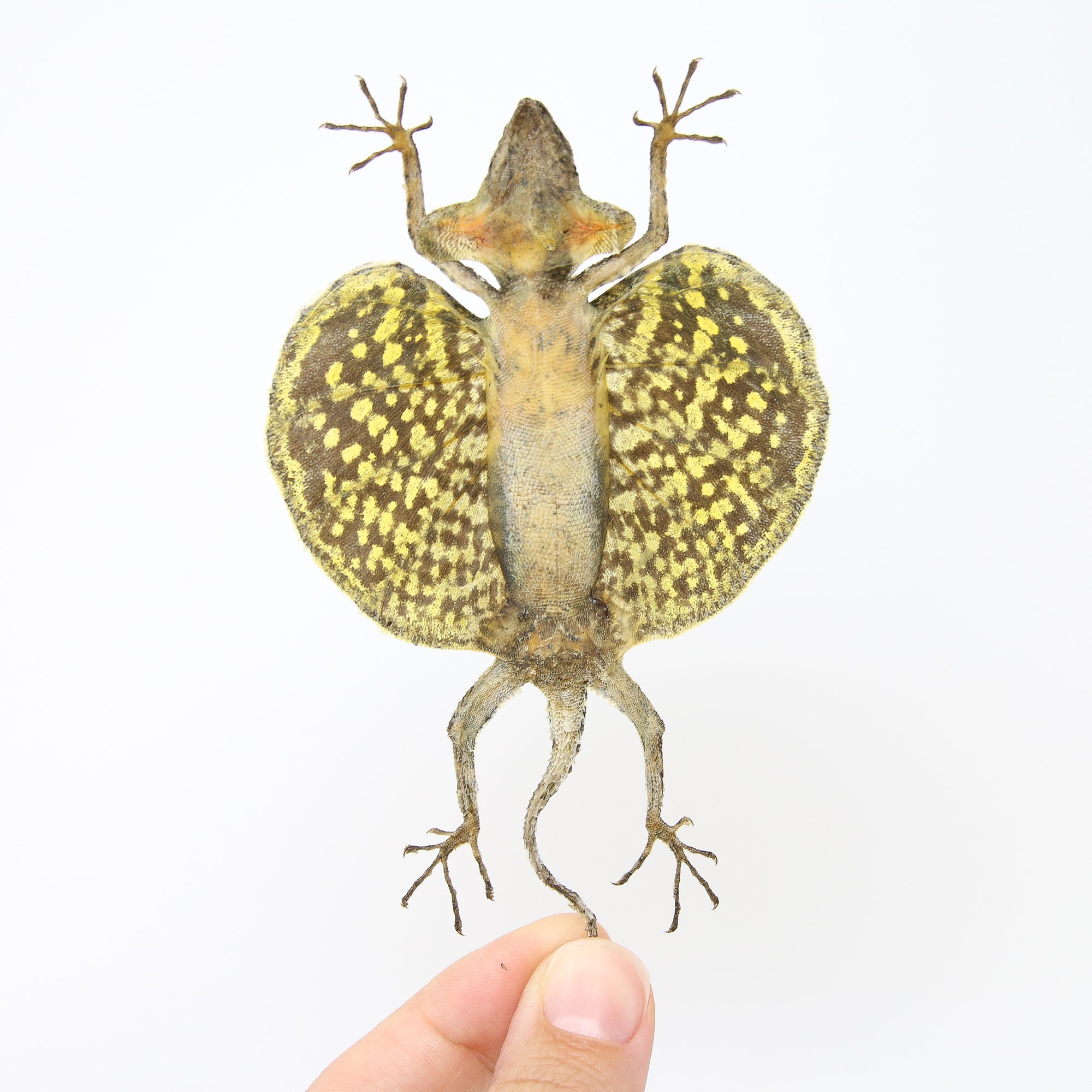 TWO (2) PAIR of Draco Flying Lizards (Draco haematopogon) | A1 Spread Specimens 20cm | Indonesia Java | Dry-Preserved Taxidermy