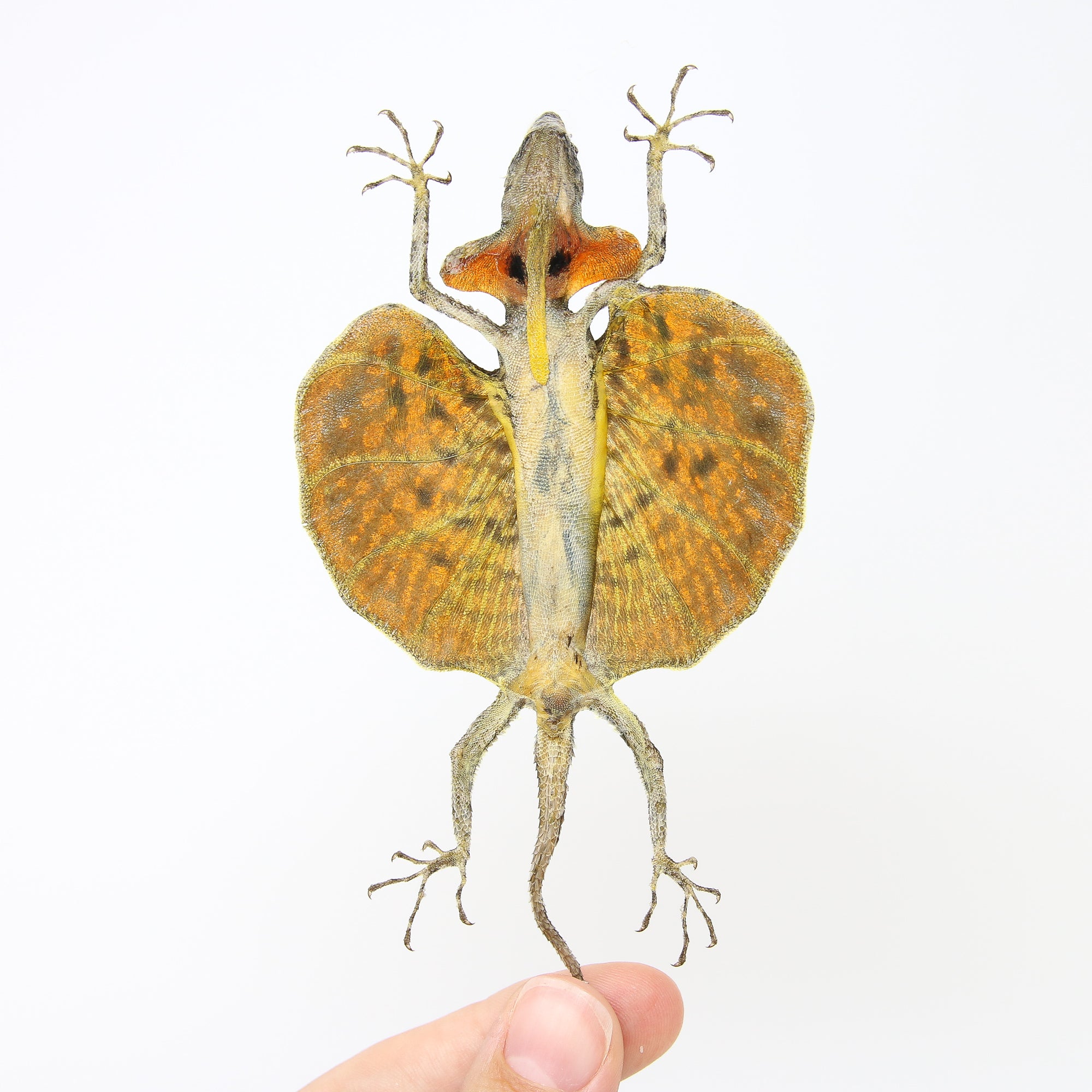 TWO (2) PAIR of Draco Flying Lizards (Draco haematopogon) | A1 Spread Specimens 20cm | Indonesia Java | Dry-Preserved Taxidermy