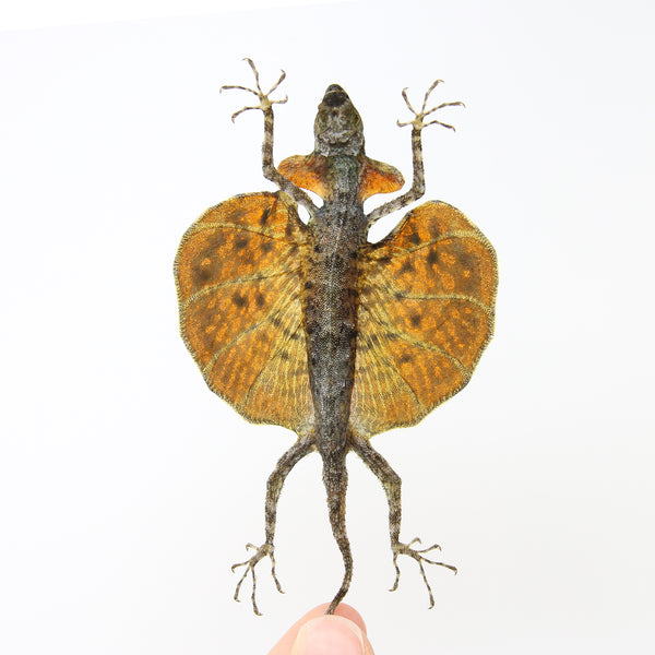 A PAIR of Draco Flying Lizards (Draco haematopogon) A1 Spread