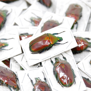WHOLESALE 20 Red Flower Beetles (Torynorrhina flammea) 30mm, A1 Unmounted Specimens, Entomology, Taxidermy