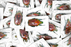 WHOLESALE 20 Red Flower Beetles (Torynorrhina flammea) 30mm, A1 Unmounted Specimens, Entomology, Taxidermy