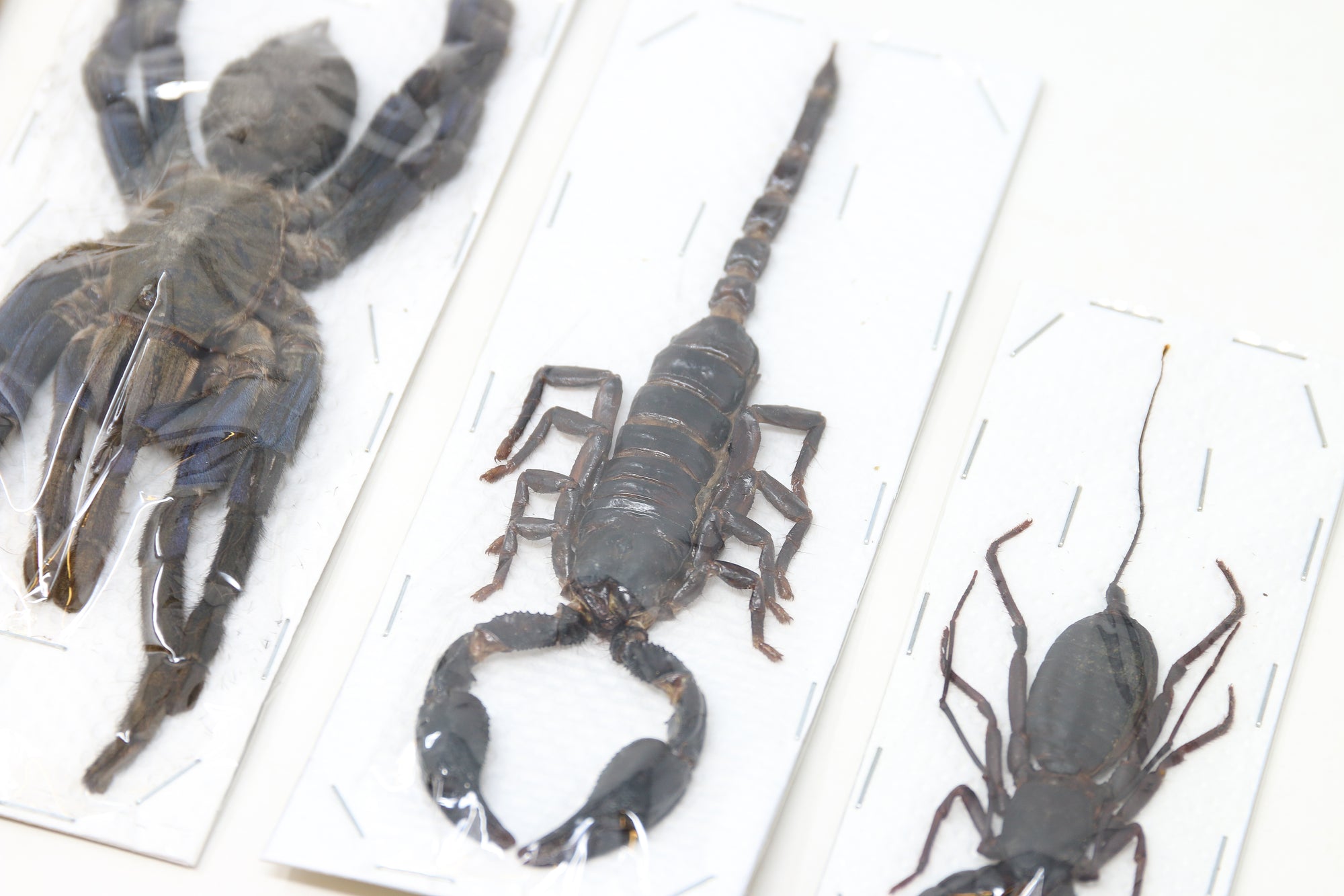 Arachnid Collection x Blue Bird-EatingTarantula, Giant Forest Scorpion, Giant Centipede Scolopendra, Whip Scorpion | A1 Taxidermy Specimens