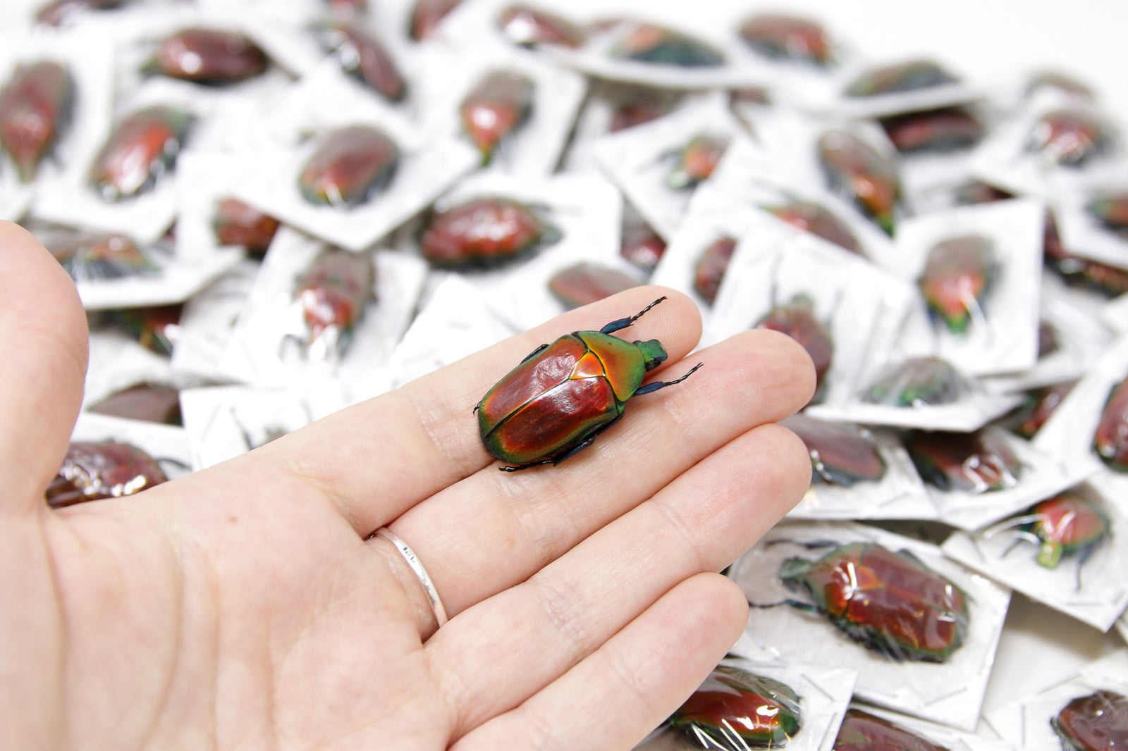 WHOLESALE 20 Red Flower Beetles (Torynorrhina flammea) 30mm, A1 Unmounted Specimens, Entomology, Taxidermy