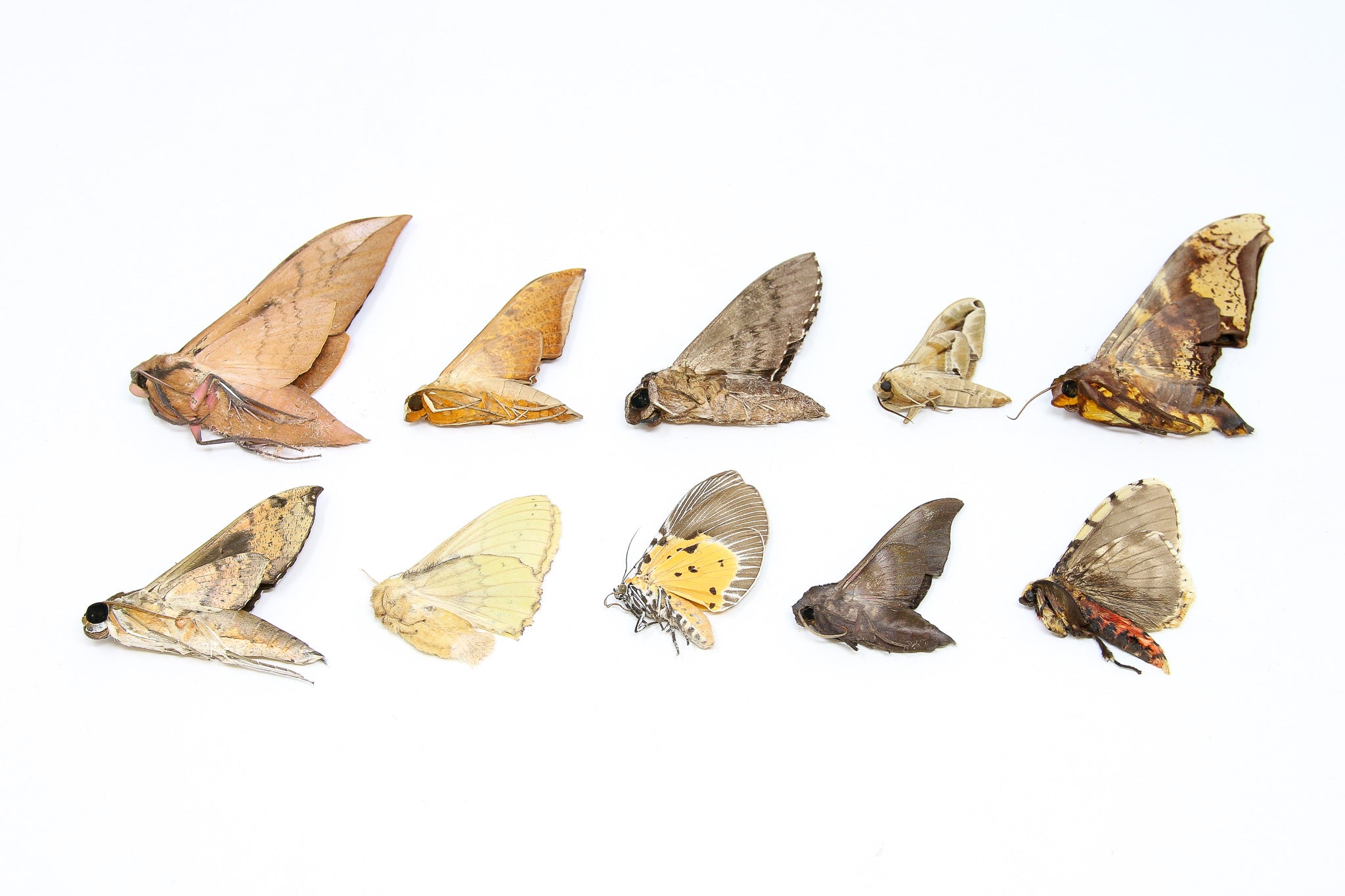 A Pack of 10 REAL MOTHS, Assorted Unmounted Tropical Lepidoptera, Ento ...