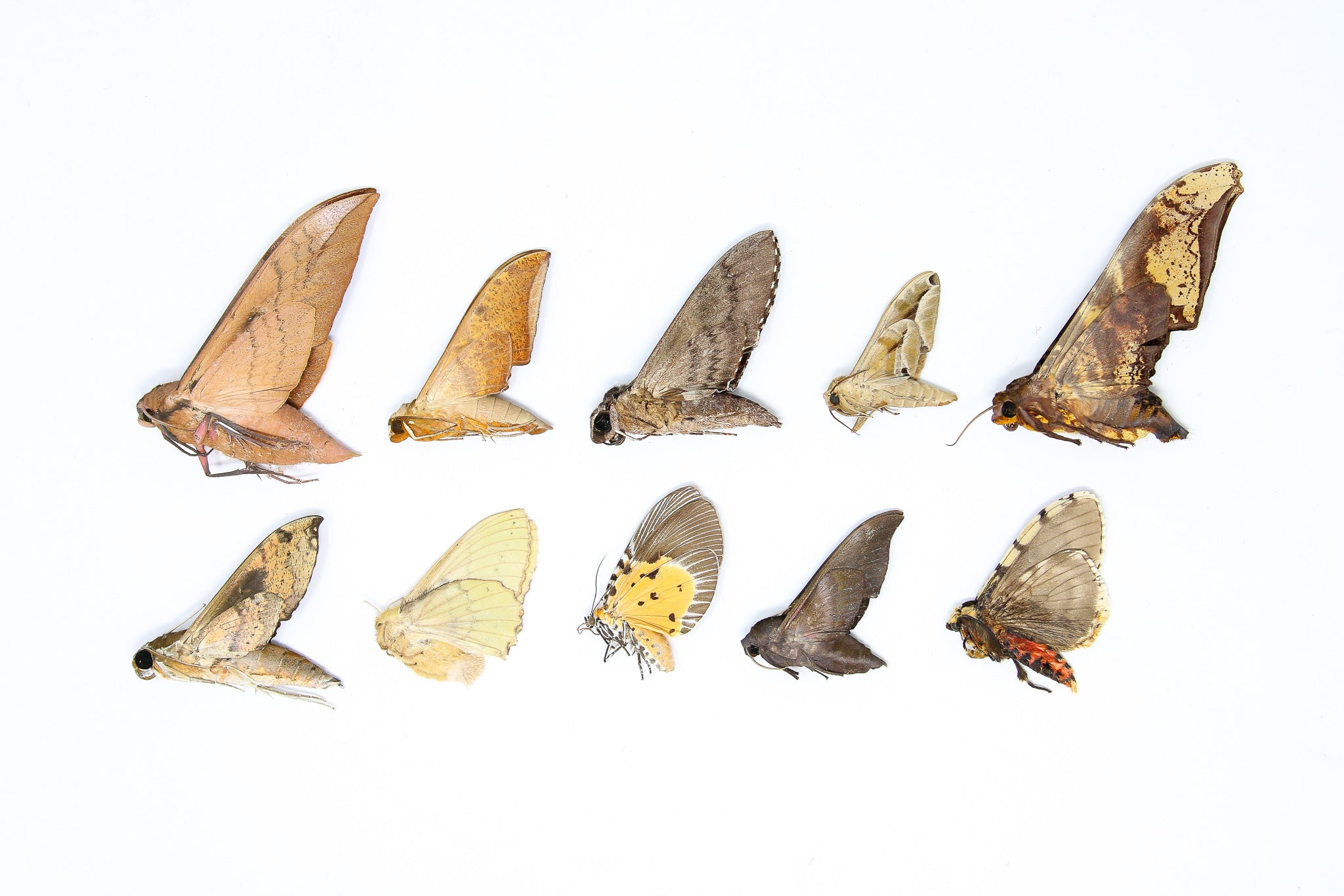 A Pack of 10 REAL MOTHS, Assorted Unmounted Tropical Lepidoptera, Ento ...