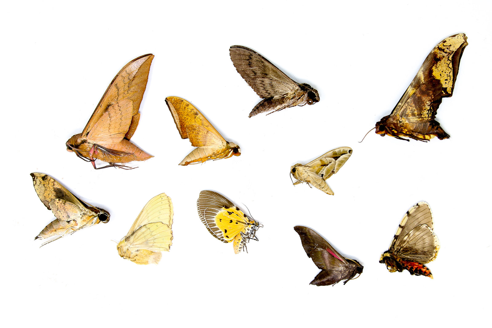 A Pack of 10 REAL MOTHS, Assorted Unmounted Tropical Lepidoptera, Entomology Insect Specimens